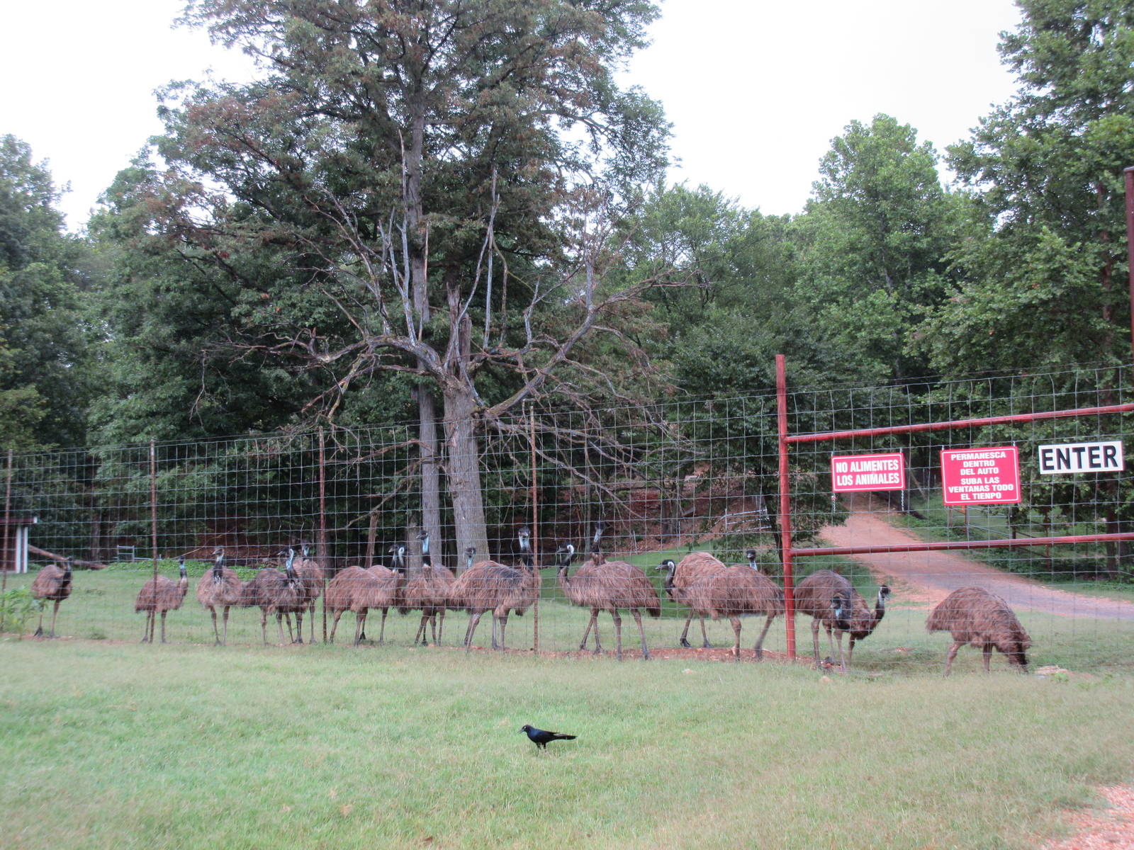 Wild Wilderness Drive Through Safari - Emu Paddock