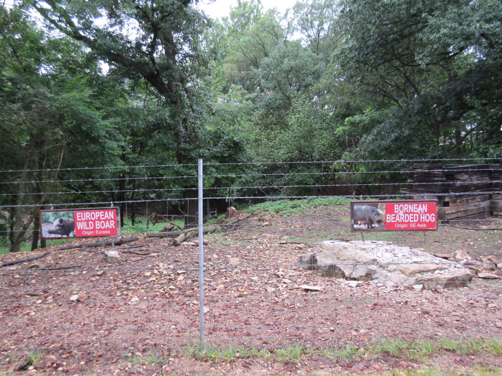 Wild Wilderness Drive Through Safari - European Wild Boar/Bornean Bearded P