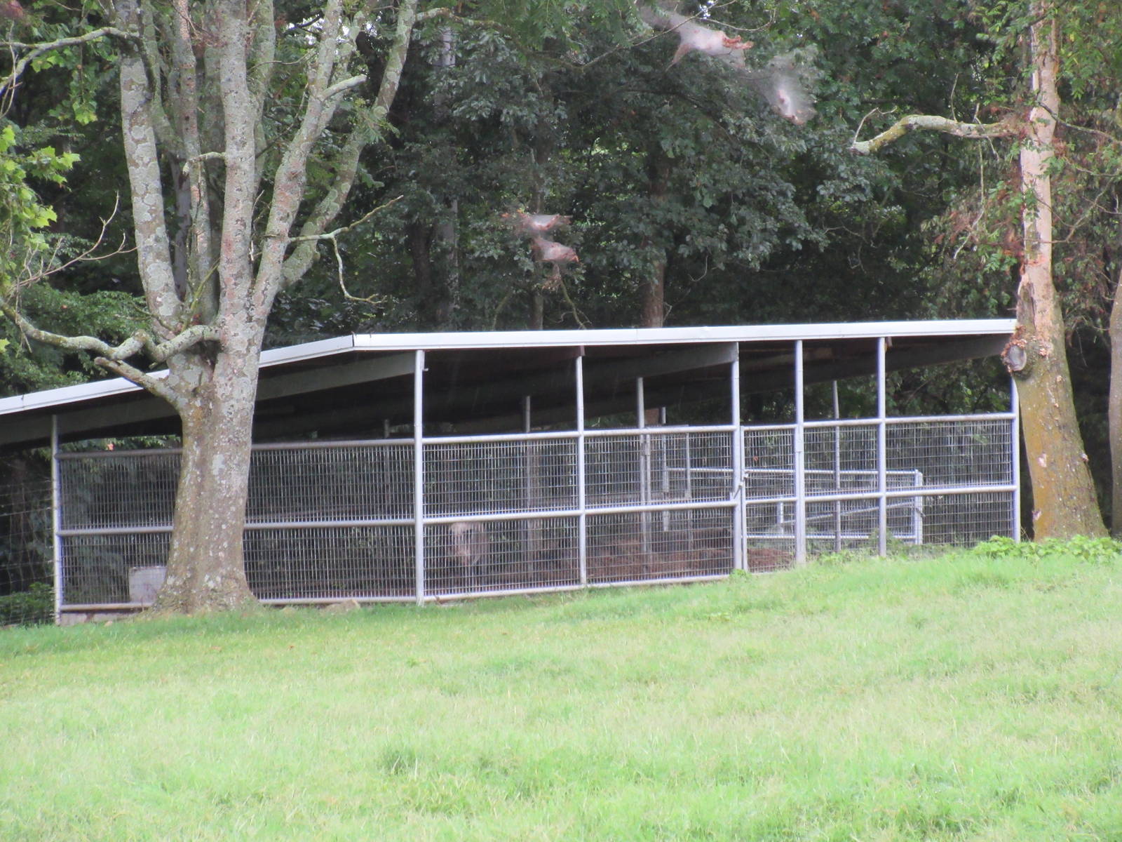 Wild Wilderness Drive Through Safari - European Wild Boar/Bornean Bearded P