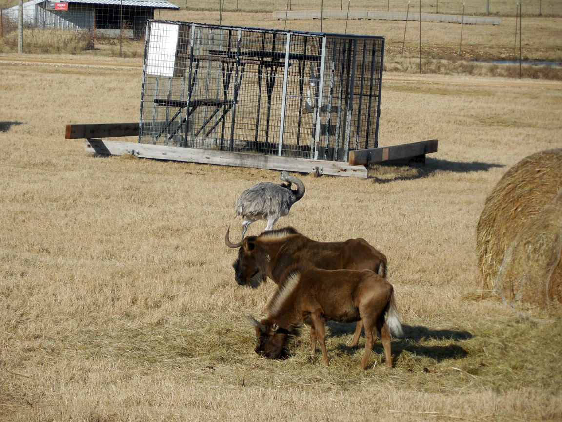 Wild Wilderness Drive Through Safari - Gentry, AR