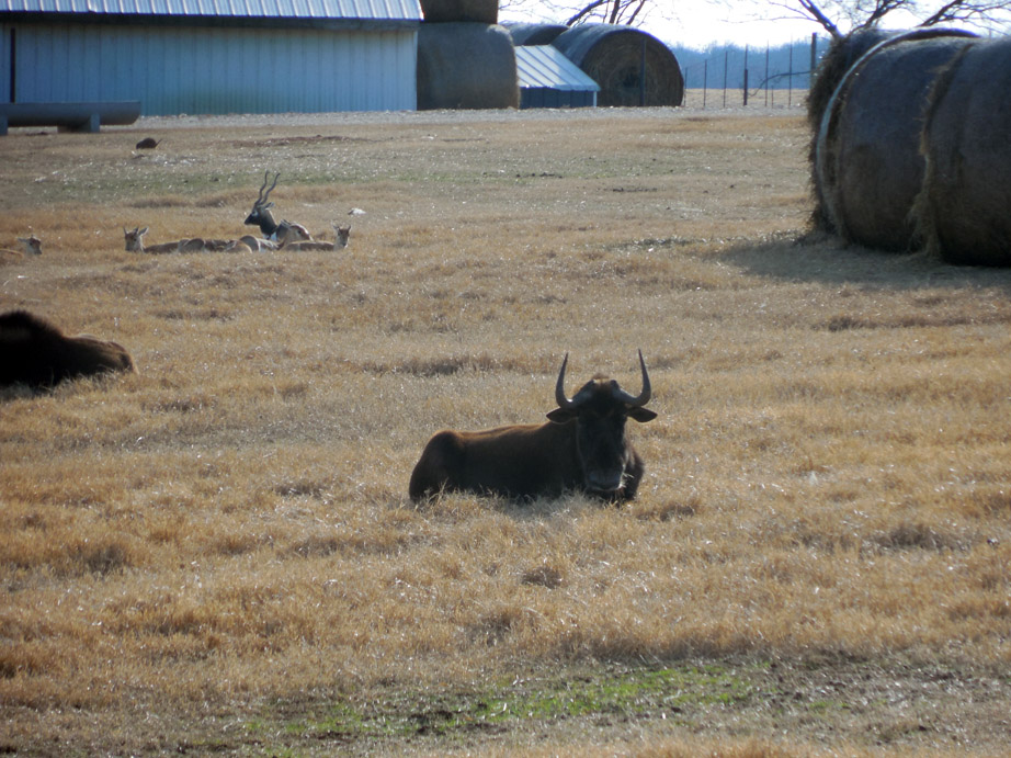 Wild Wilderness Drive Through Safari - Gentry, AR