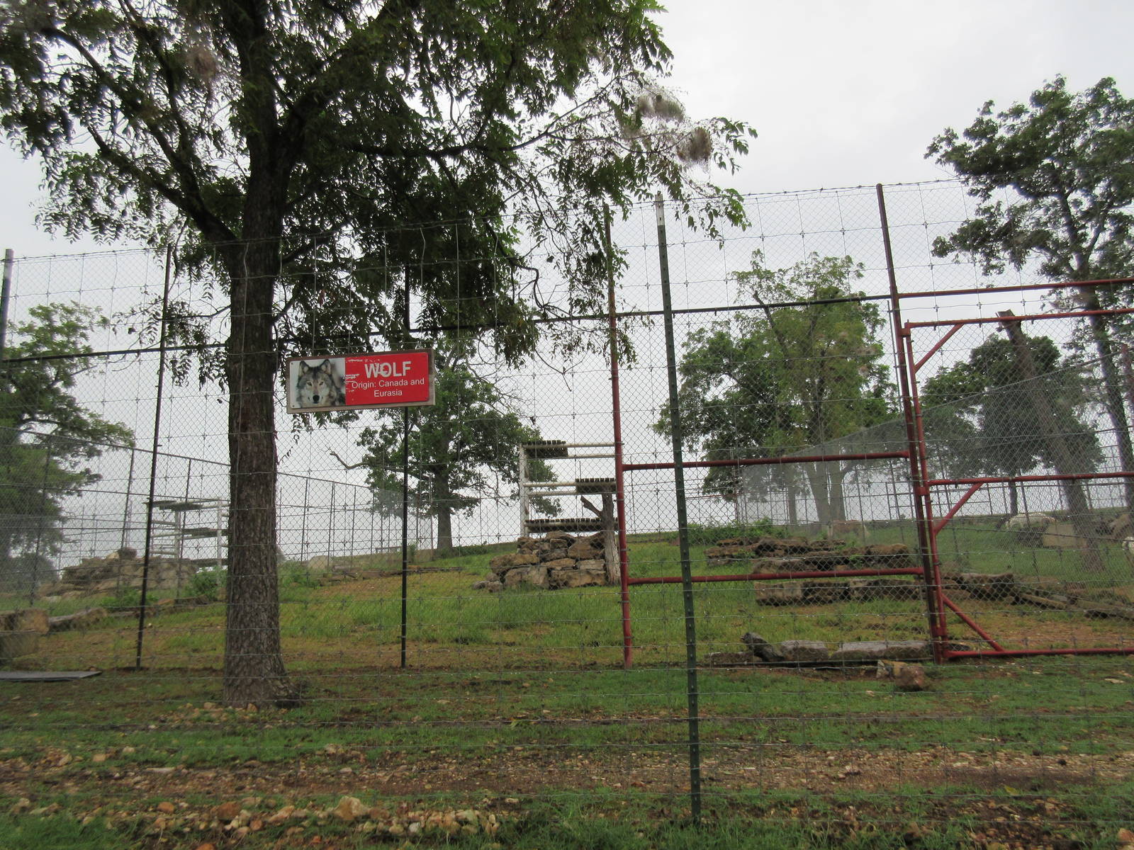 Wild Wilderness Drive Through Safari - Grey Wolf Exhibit