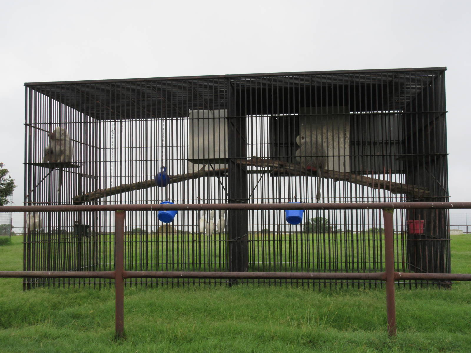 Wild Wilderness Drive Through Safari - Hamadryas Baboon Cages