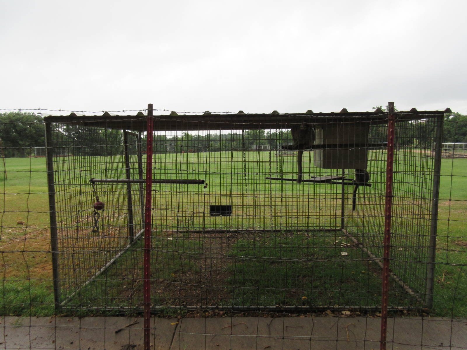 Wild Wilderness Drive Through Safari - Lemur Exhibit #1