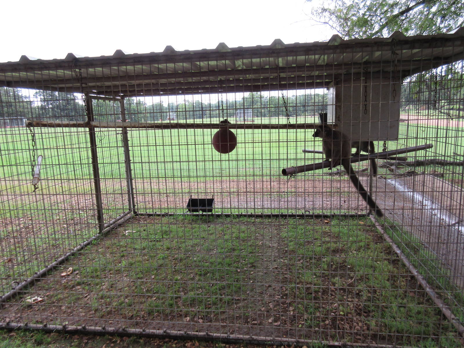 Wild Wilderness Drive Through Safari - Lemur Exhibit #2
