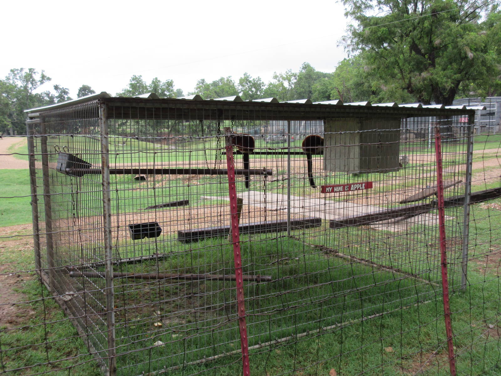 Wild Wilderness Drive Through Safari - Lemur Exhibit #3
