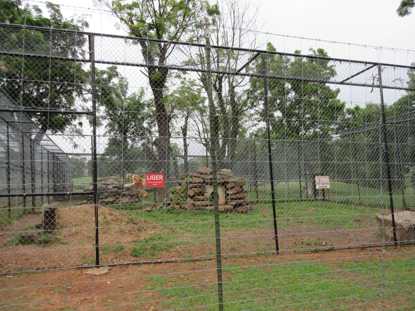 Wild Wilderness Drive Through Safari - Liger Exhibit