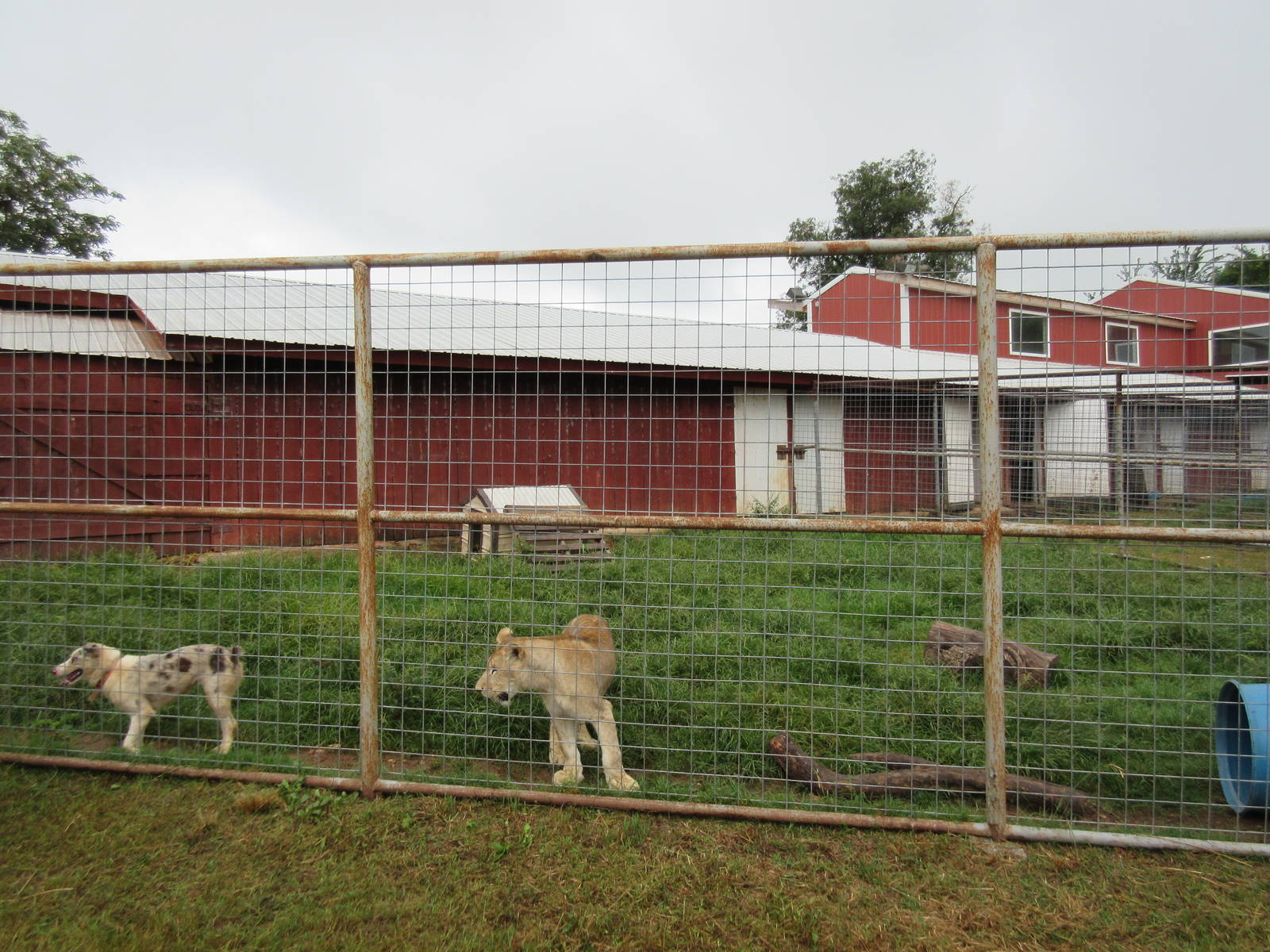 Wild Wilderness Drive Through Safari - Lion/Dog Exhibit (with zero hotwire)