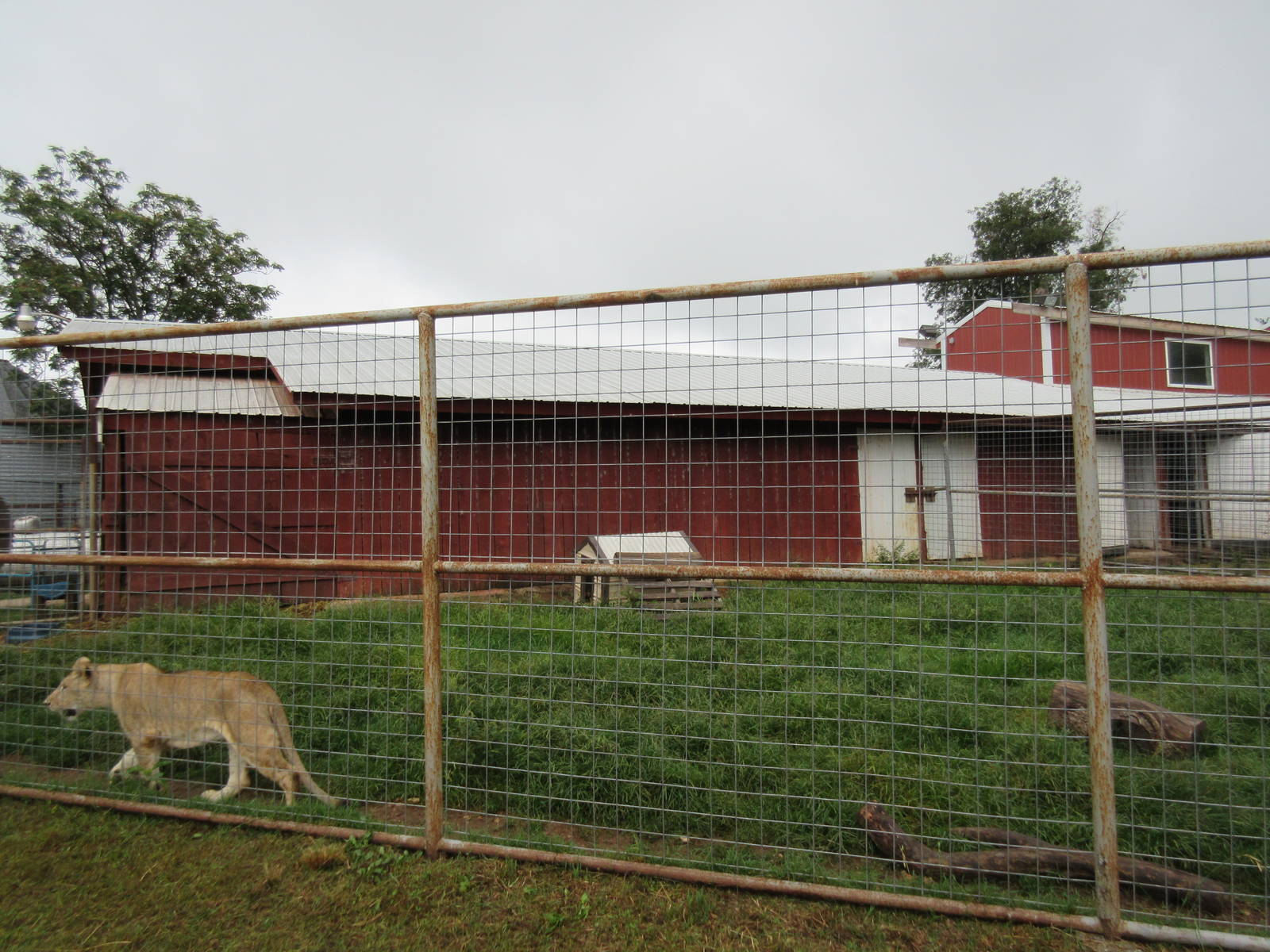 Wild Wilderness Drive Through Safari - Lion/Dog Exhibit (with zero hotwire)