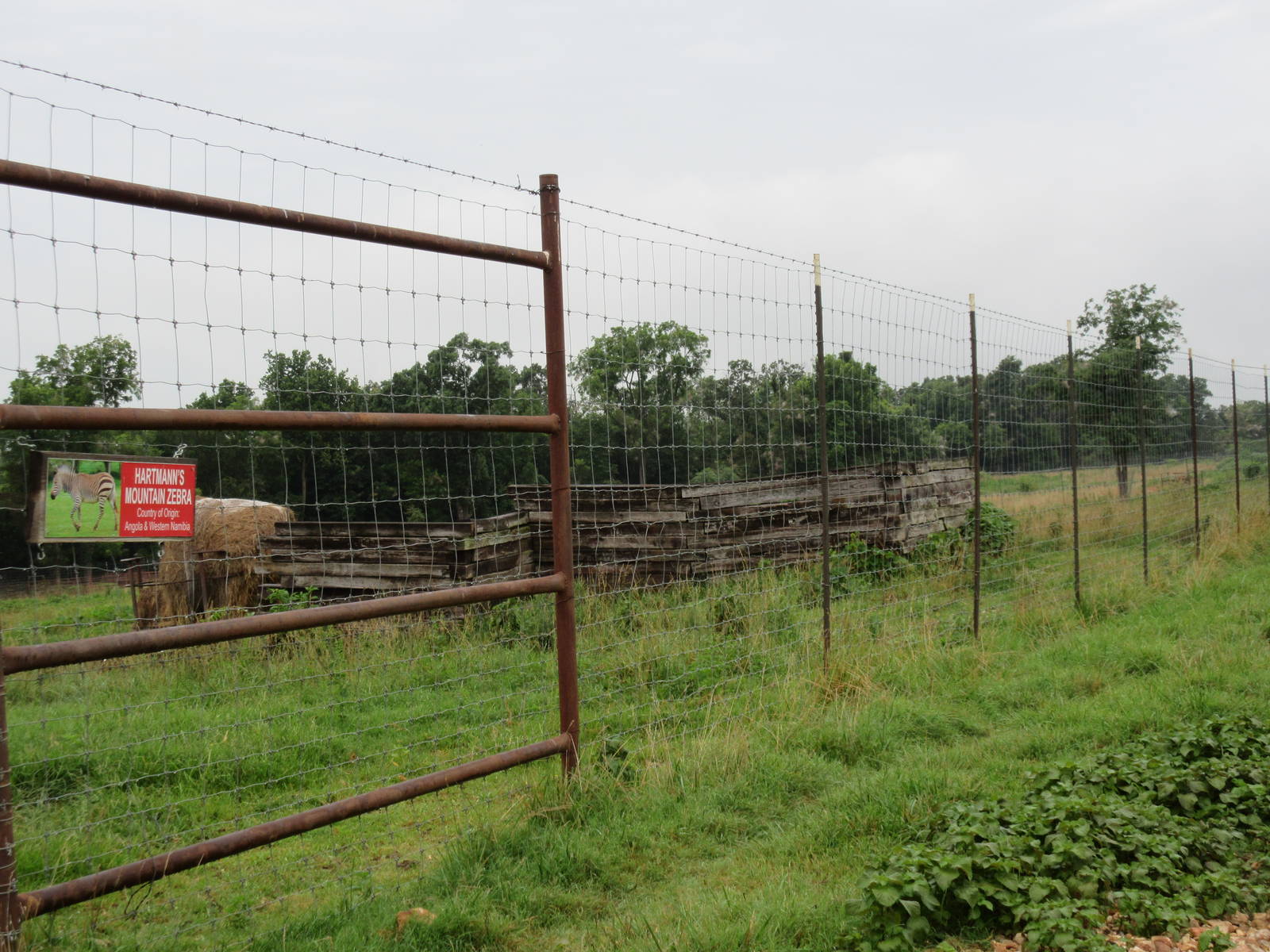 Wild Wilderness Drive Through Safari - Mountain Zebra Exhibit