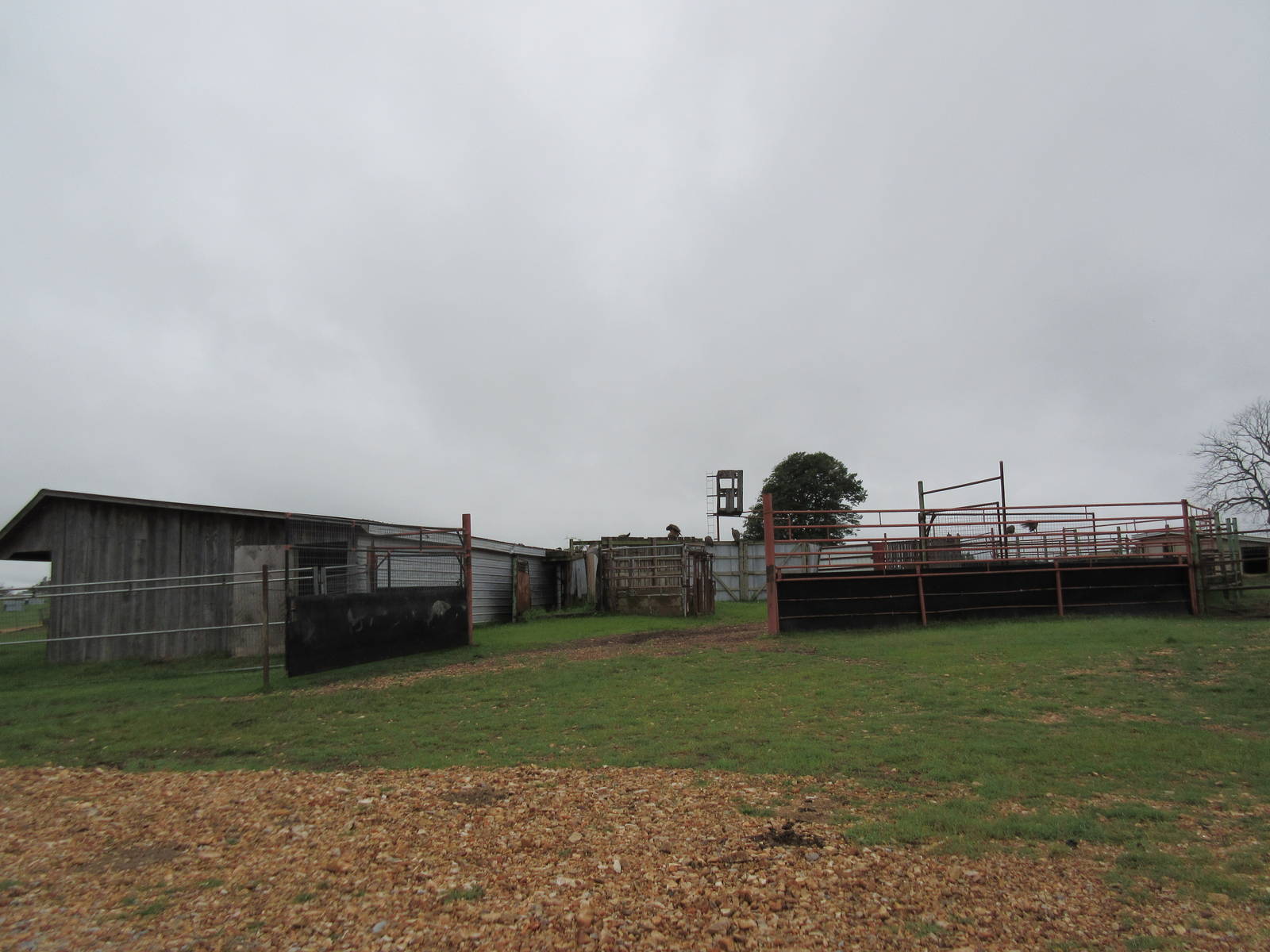 Wild Wilderness Drive Through Safari - Nile Hippo Barn
