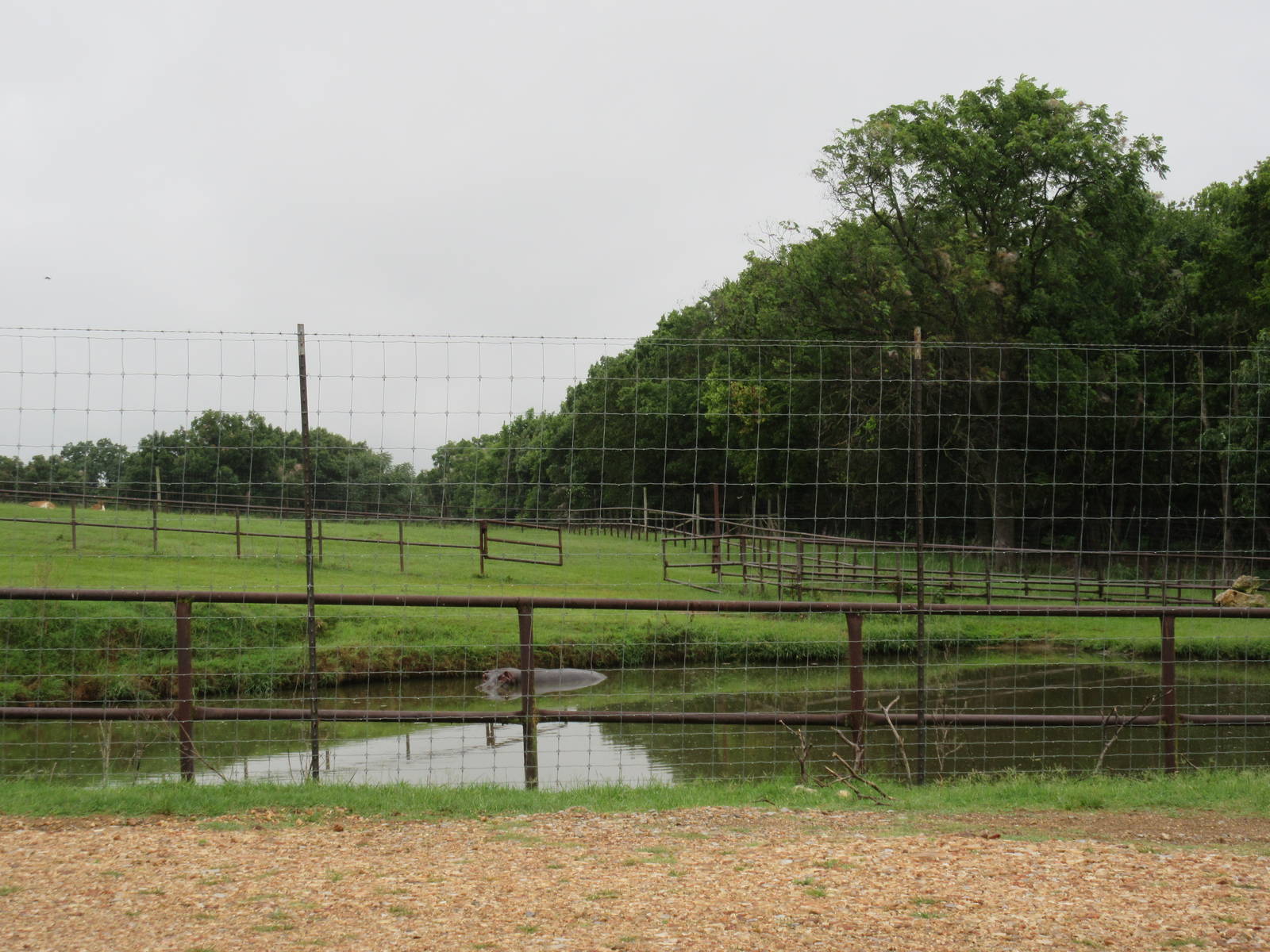 Wild Wilderness Drive Through Safari - Nile Hippo Exhibit