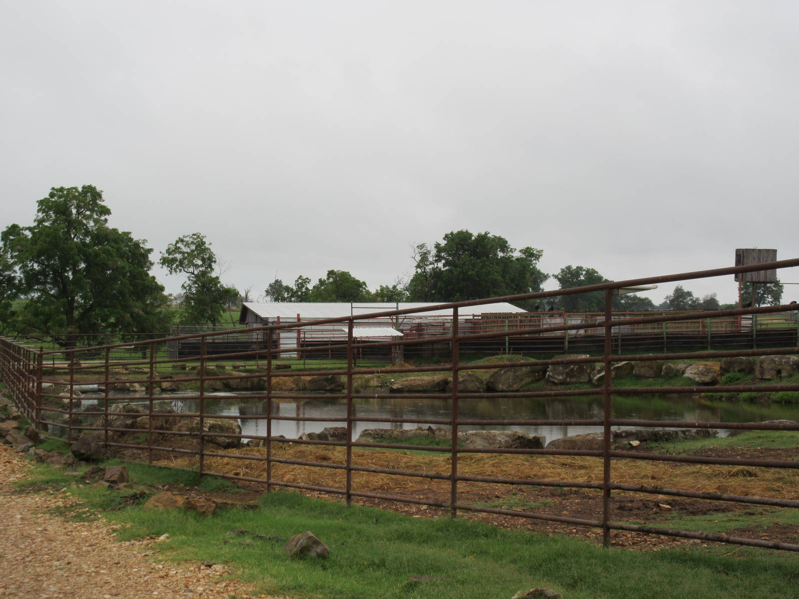 Wild Wilderness Drive Through Safari - Nile Hippo Exhibit
