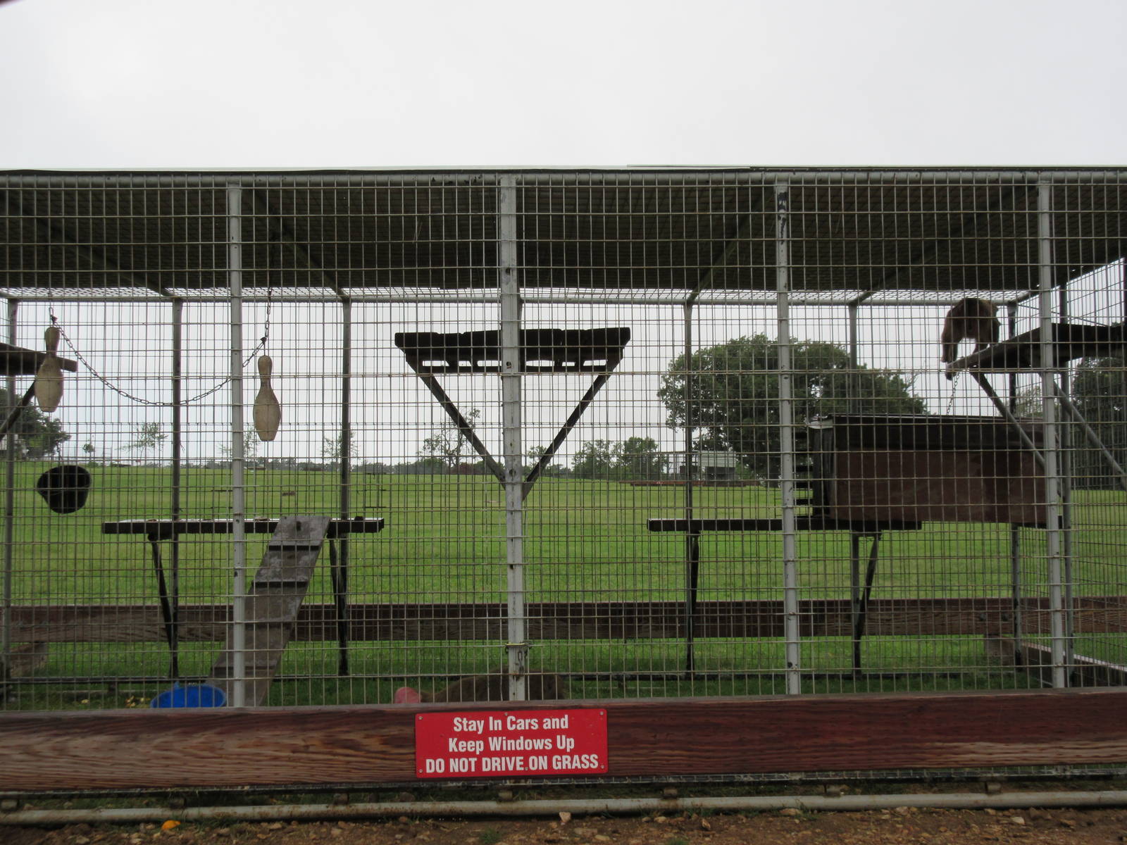 Wild Wilderness Drive Through Safari - Olive Baboon Cage