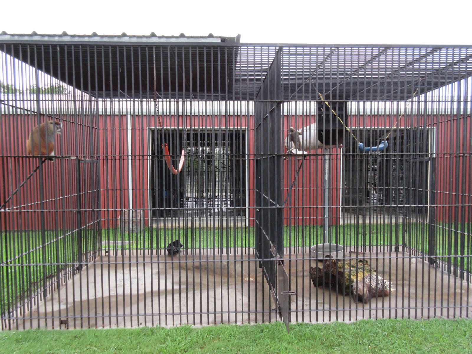 Wild Wilderness Drive Through Safari - Patas Monkey/African Crested Porcupi