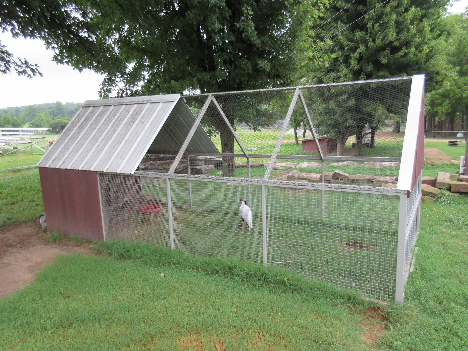 Wild Wilderness Drive Through Safari - Pheasant Aviary