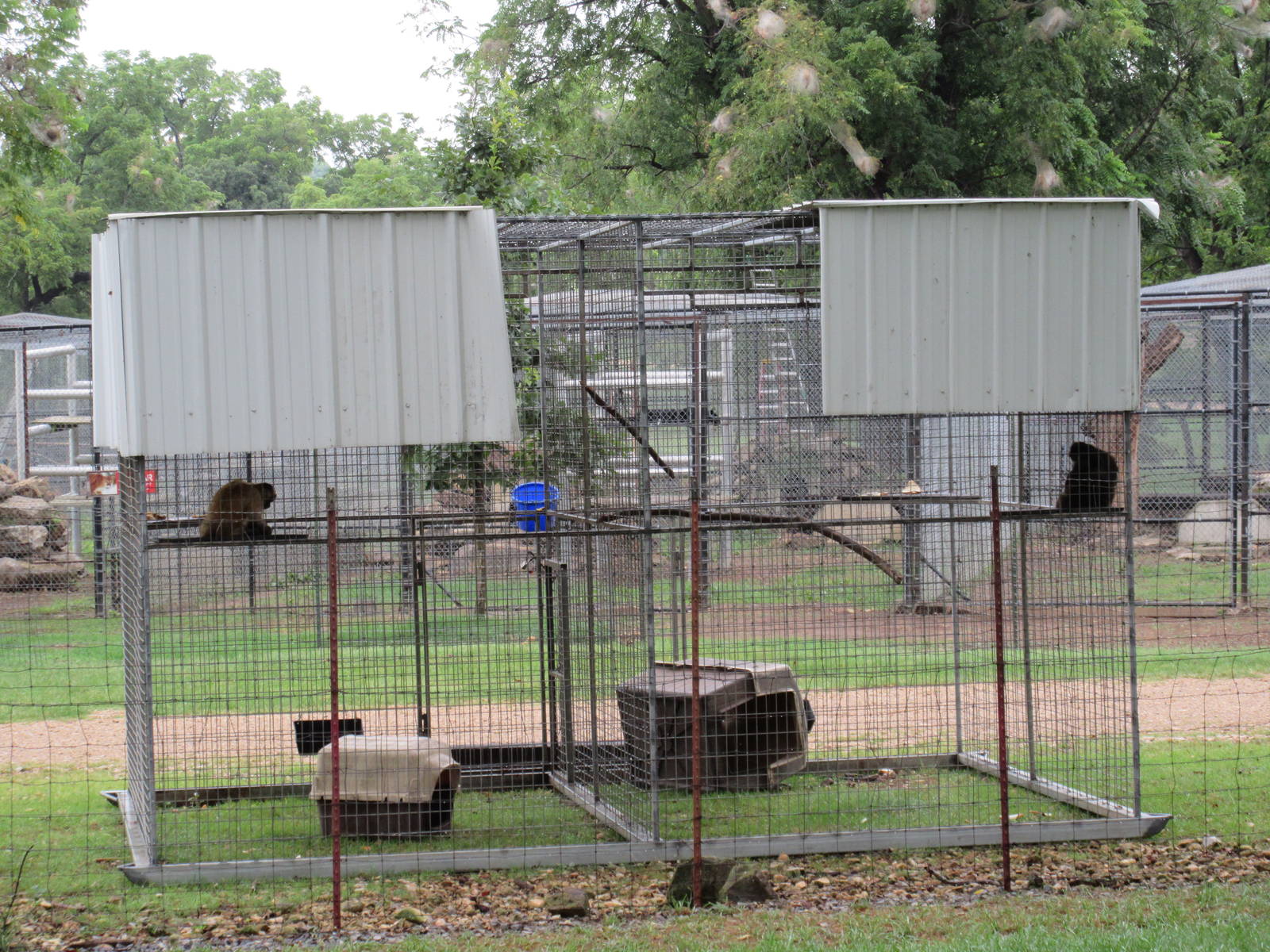 Wild Wilderness Drive Through Safari - Primate Exhibits