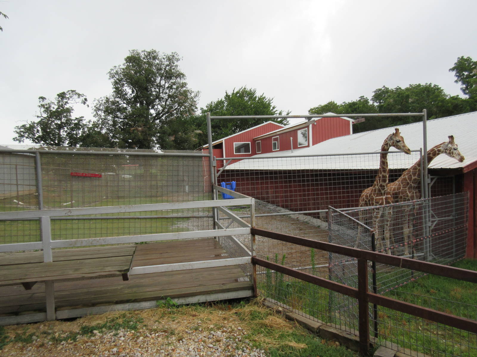 Wild Wilderness Drive Through Safari - Ramshackle Giraffe Exhibit