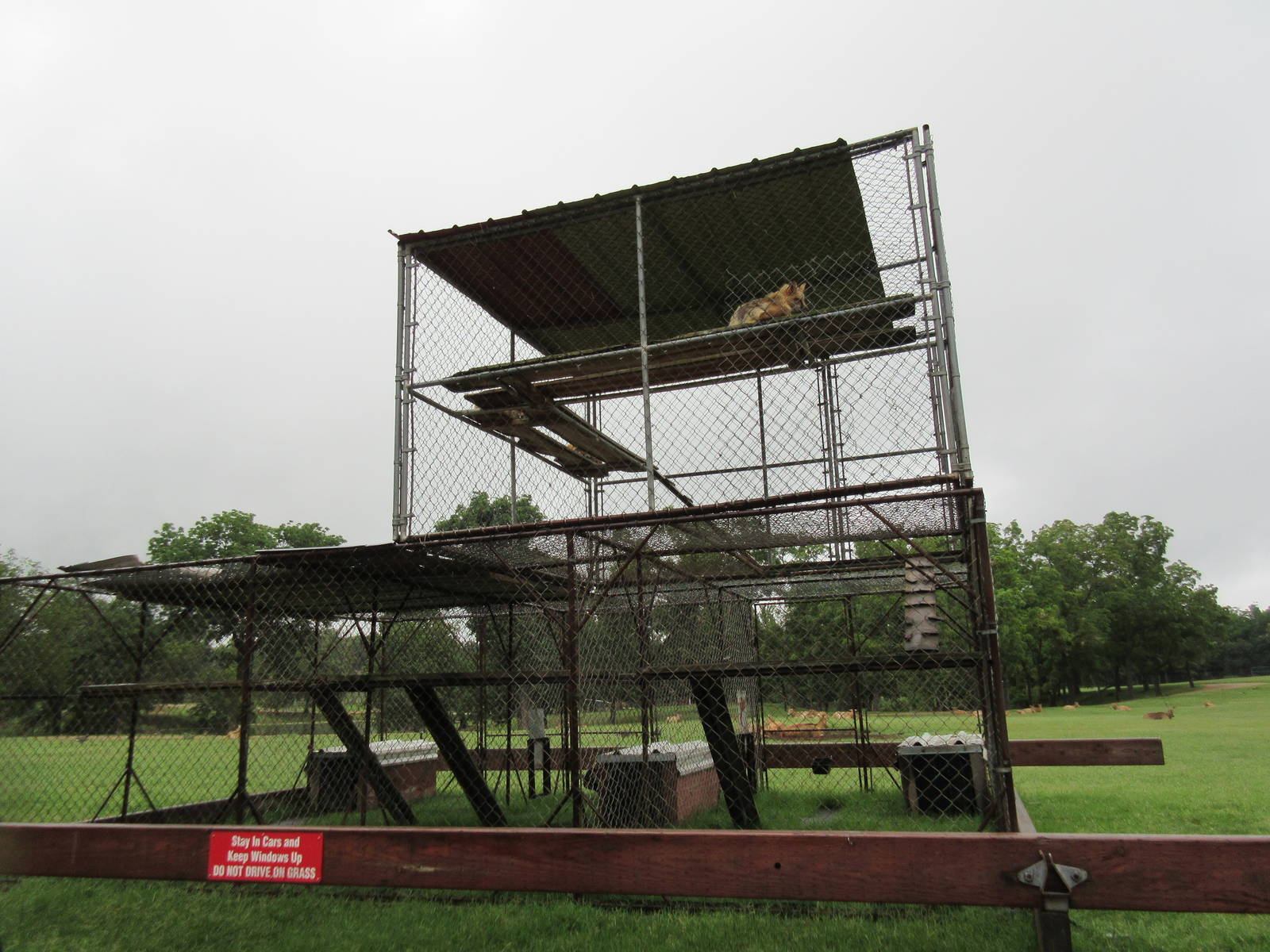 Wild Wilderness Drive Through Safari - Red Fox Exhibit