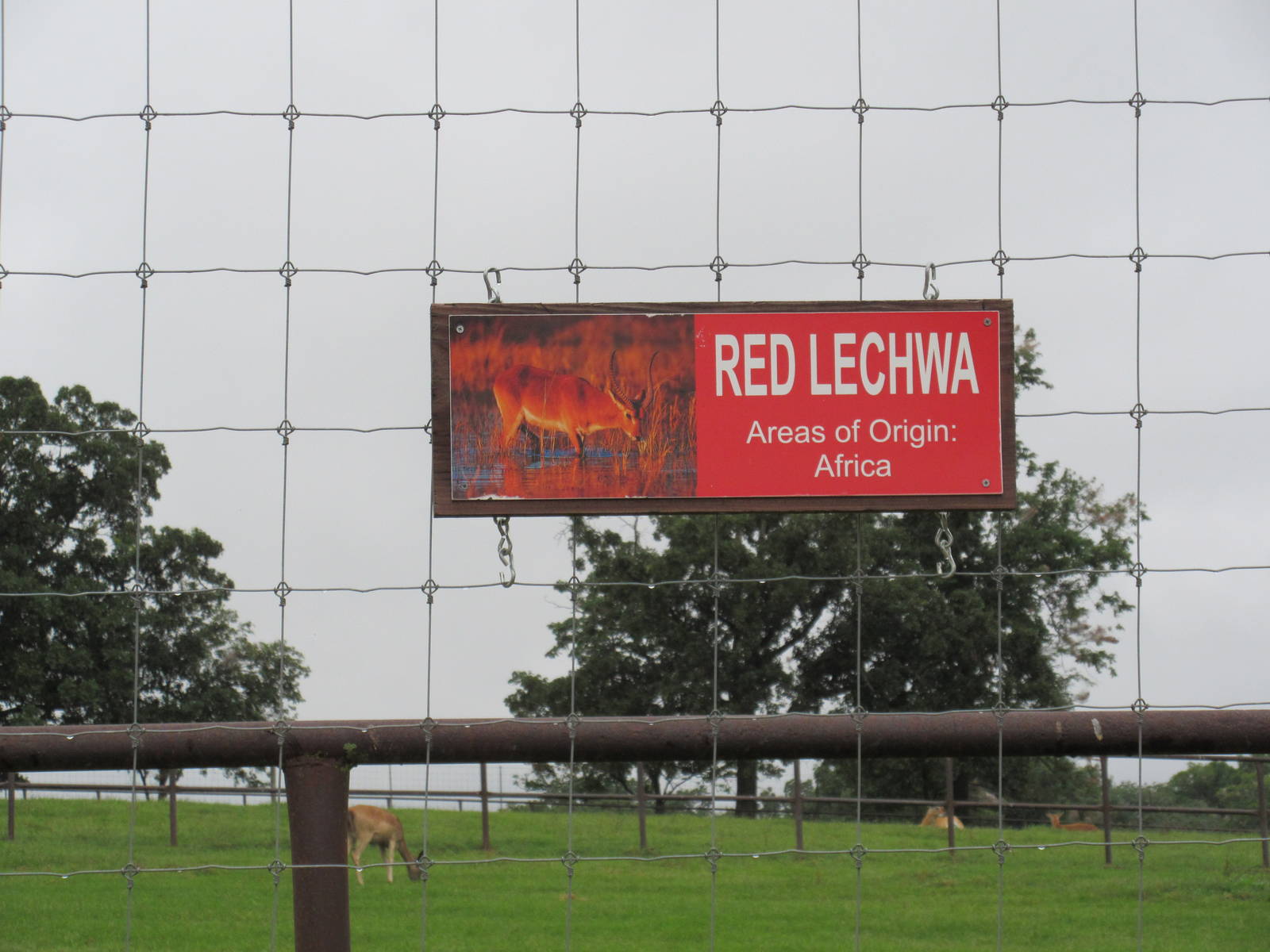 Wild Wilderness Drive Through Safari - Red Lechwa!