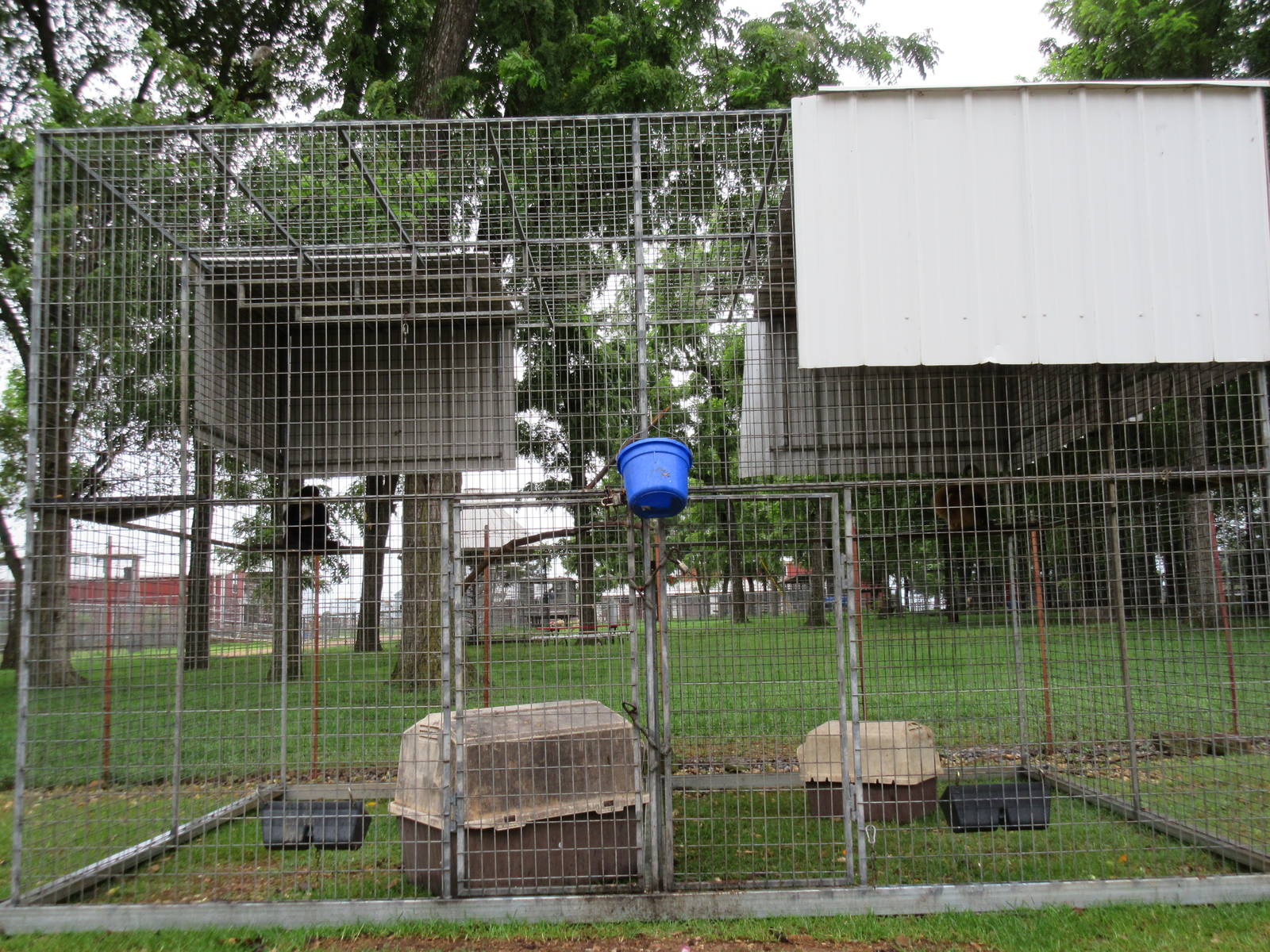 Wild Wilderness Drive Through Safari - Red Ruffed Lemur Exhibit