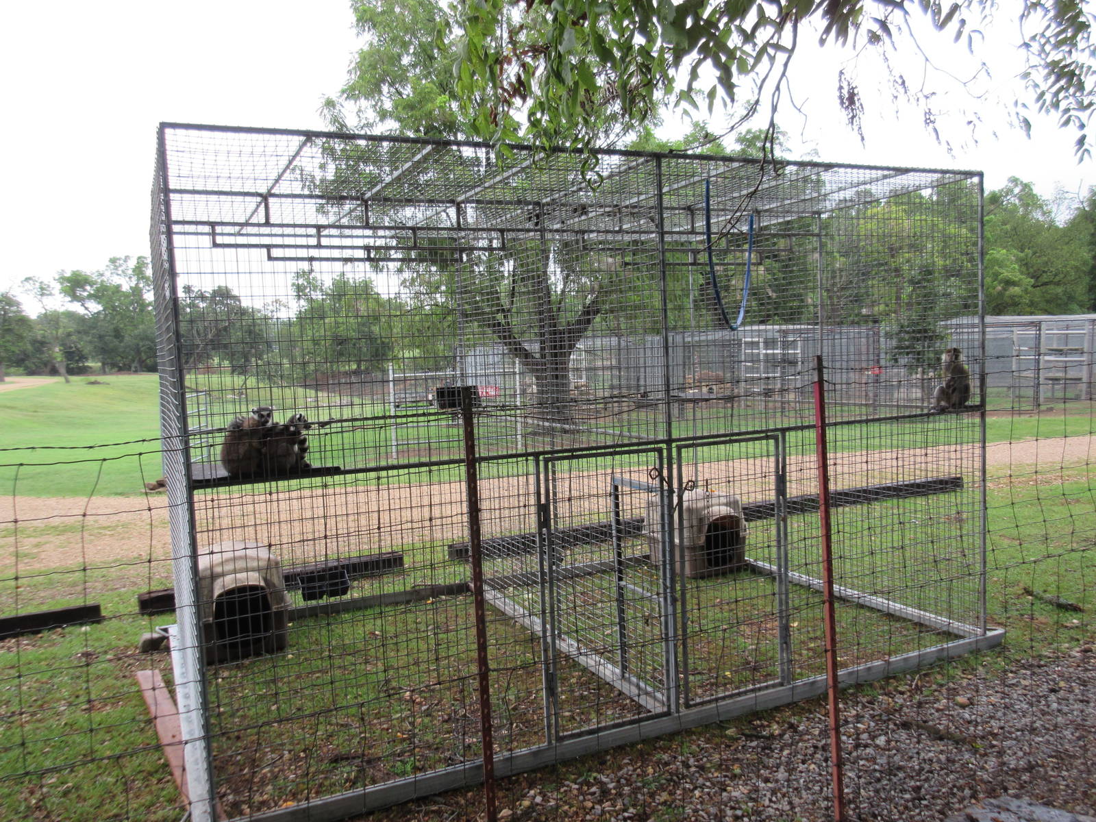 Wild Wilderness Drive Through Safari - Ring-Tailed Lemur/Vervet Monkey Exhi