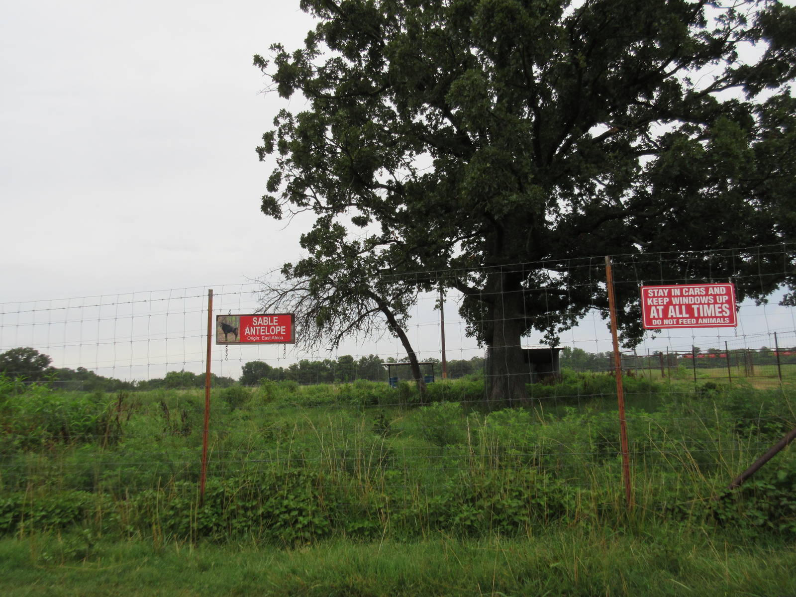 Wild Wilderness Drive Through Safari - Sable Antelope Exhibit