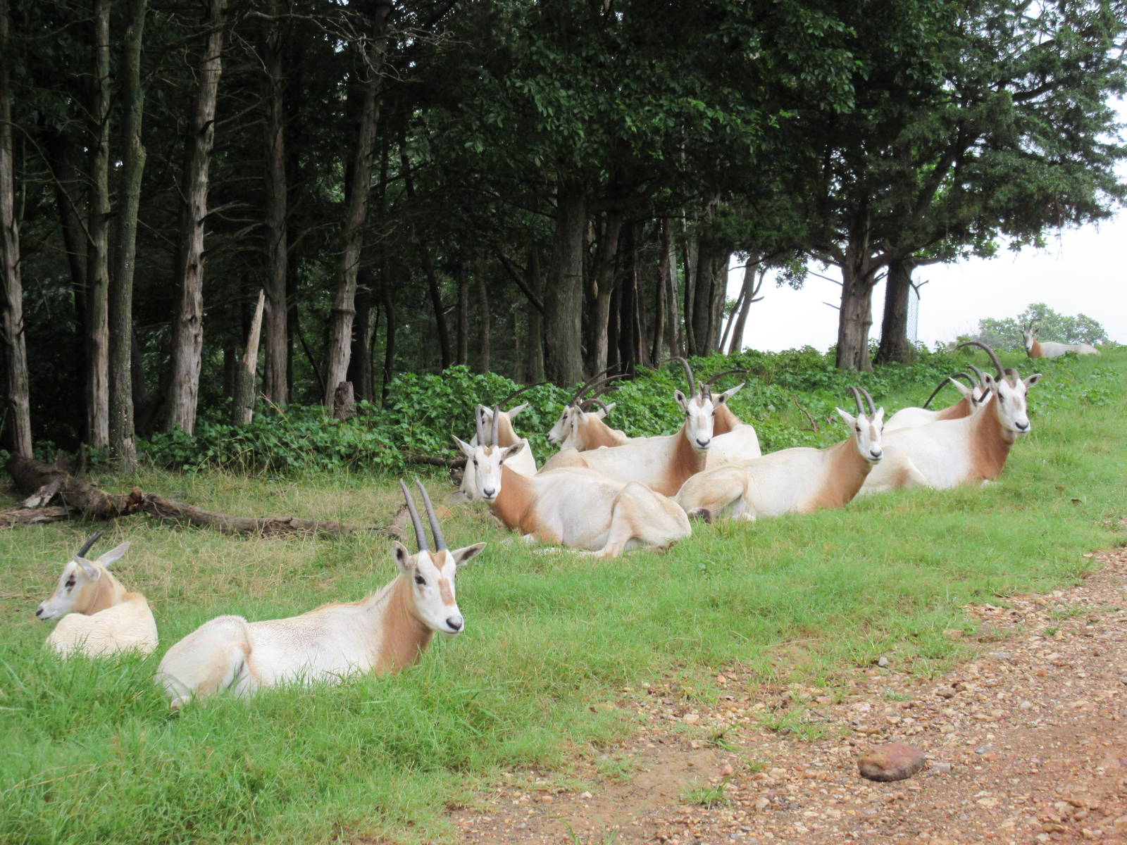 Wild Wilderness Drive Through Safari - Scimitar-Horned Oryx