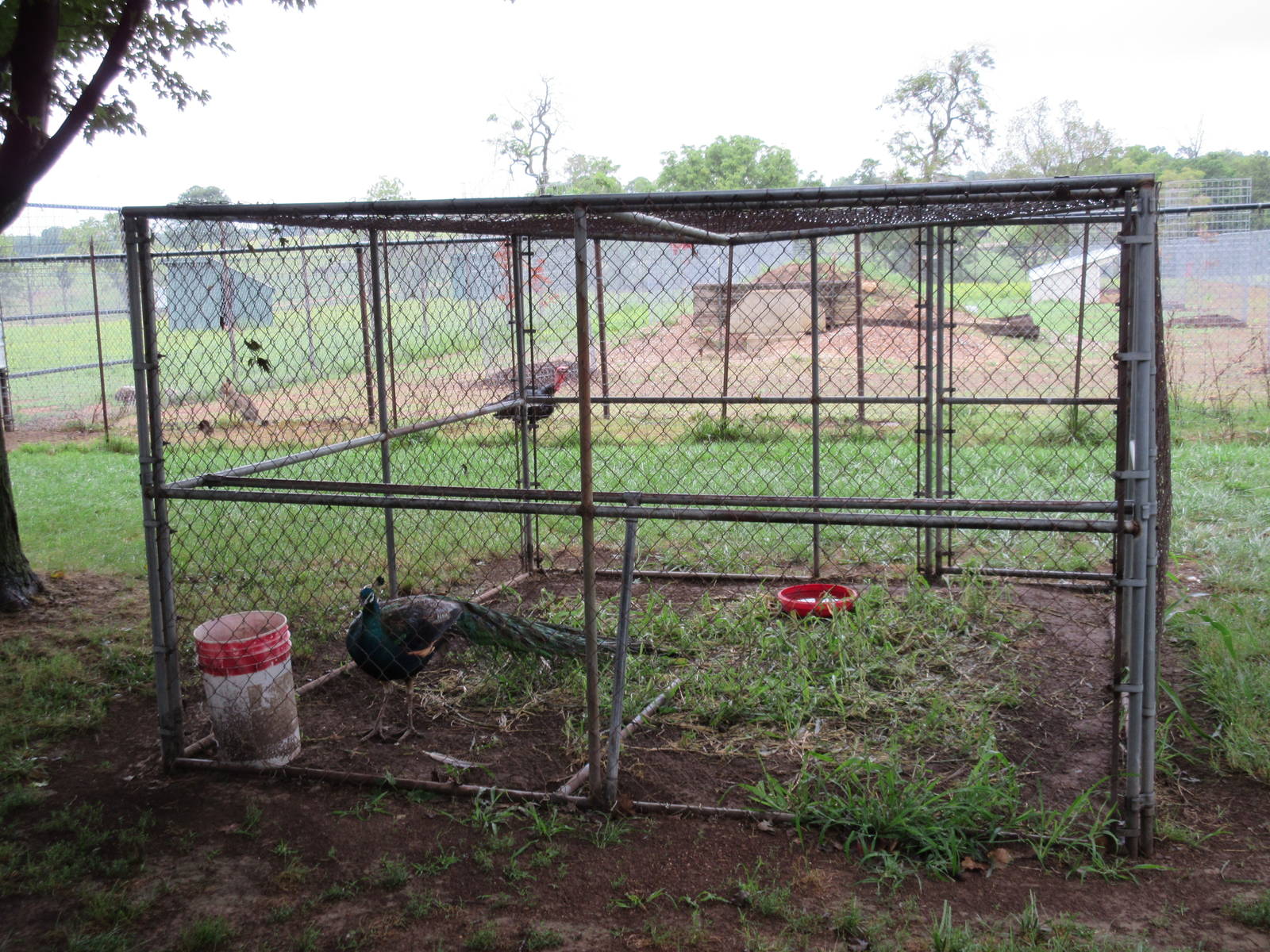 Wild Wilderness Drive Through Safari - Trapped Peacock #1