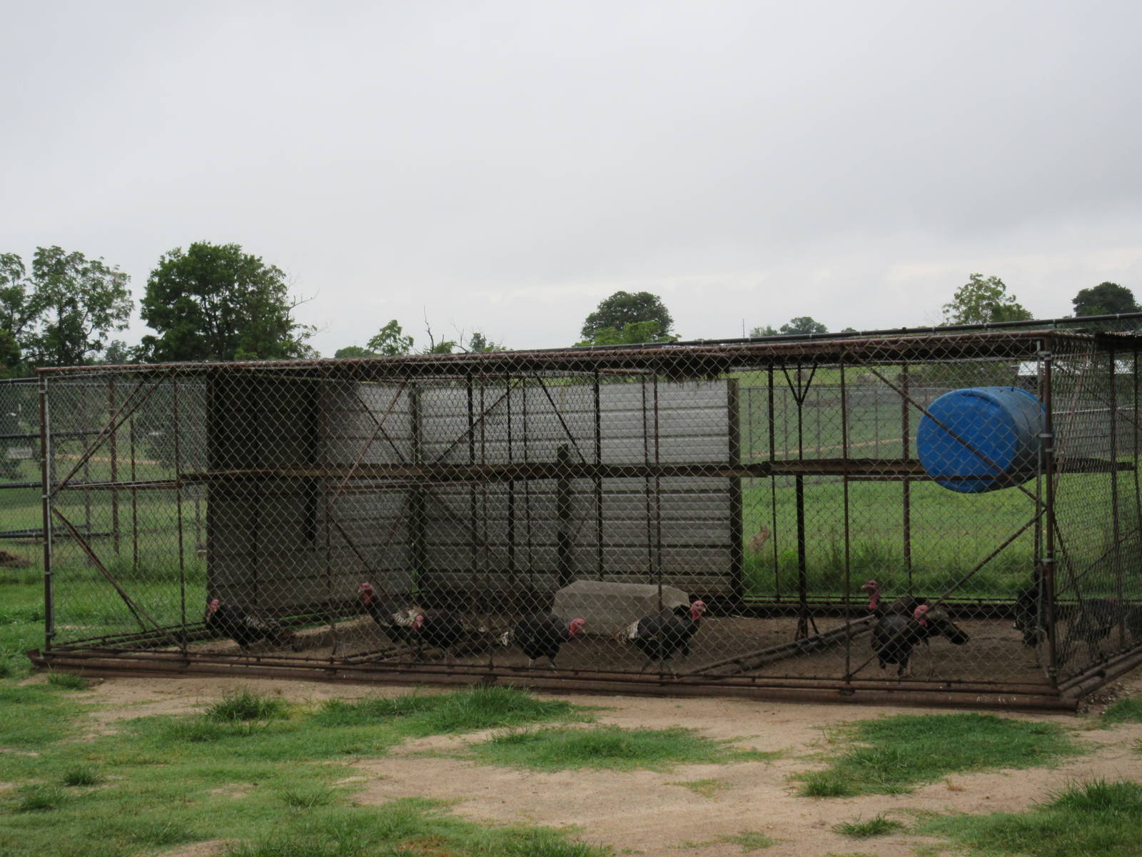 Wild Wilderness Drive Through Safari - Turkey Exhibit