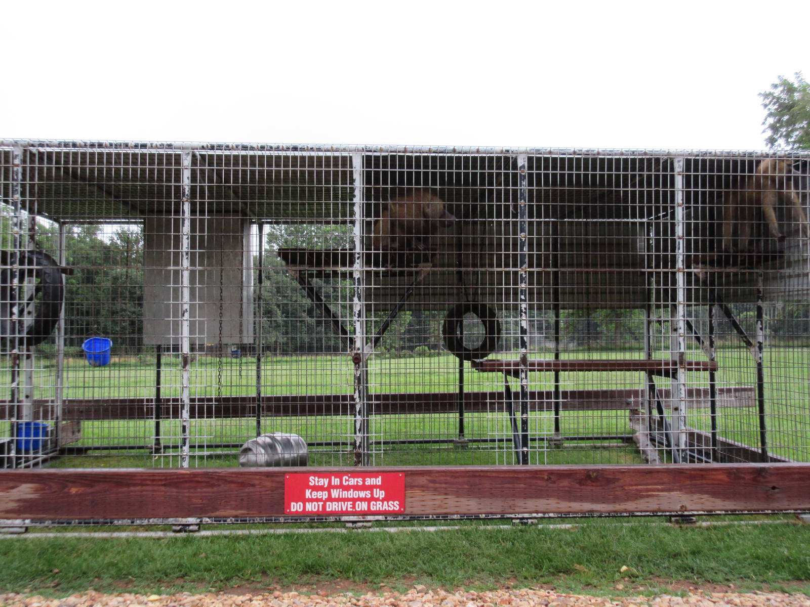 Wild Wilderness Drive Through Safari - Two Baboon Cages