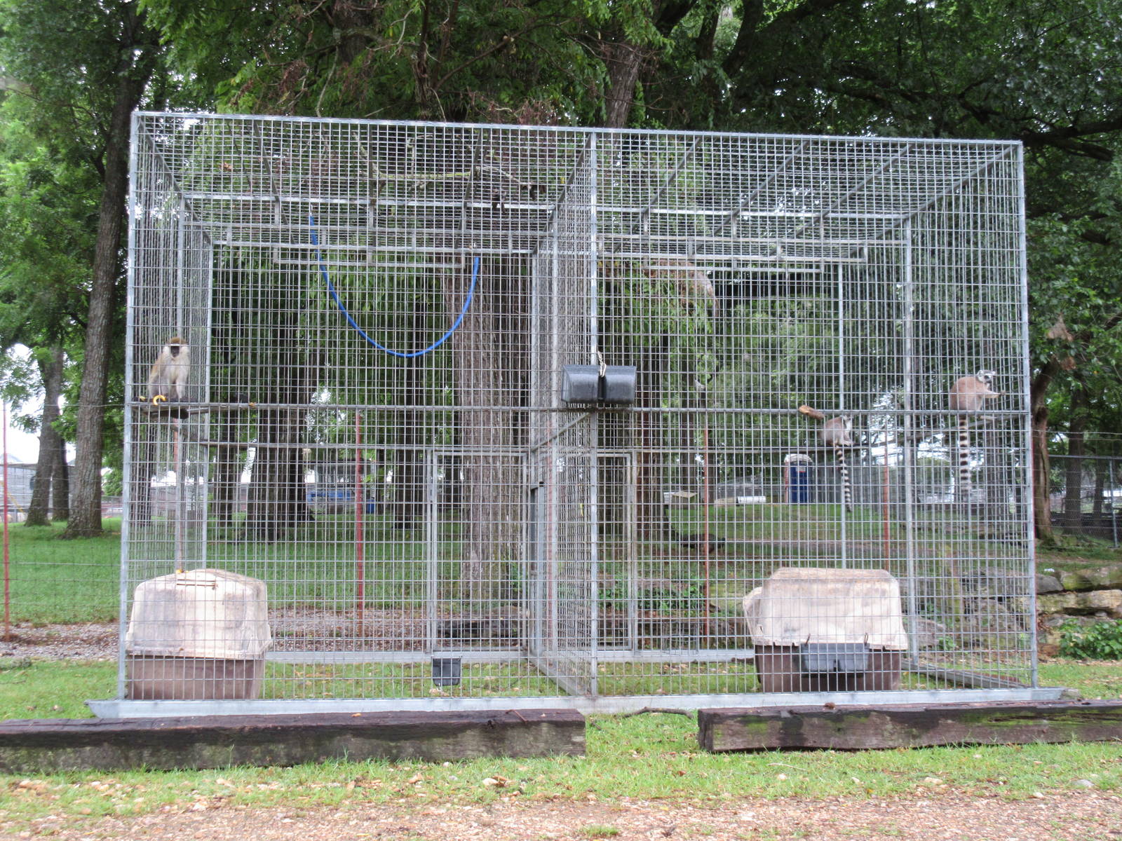 Wild Wilderness Drive Through Safari - Vervet Monkey/Ring-Tailed Lemur Cage