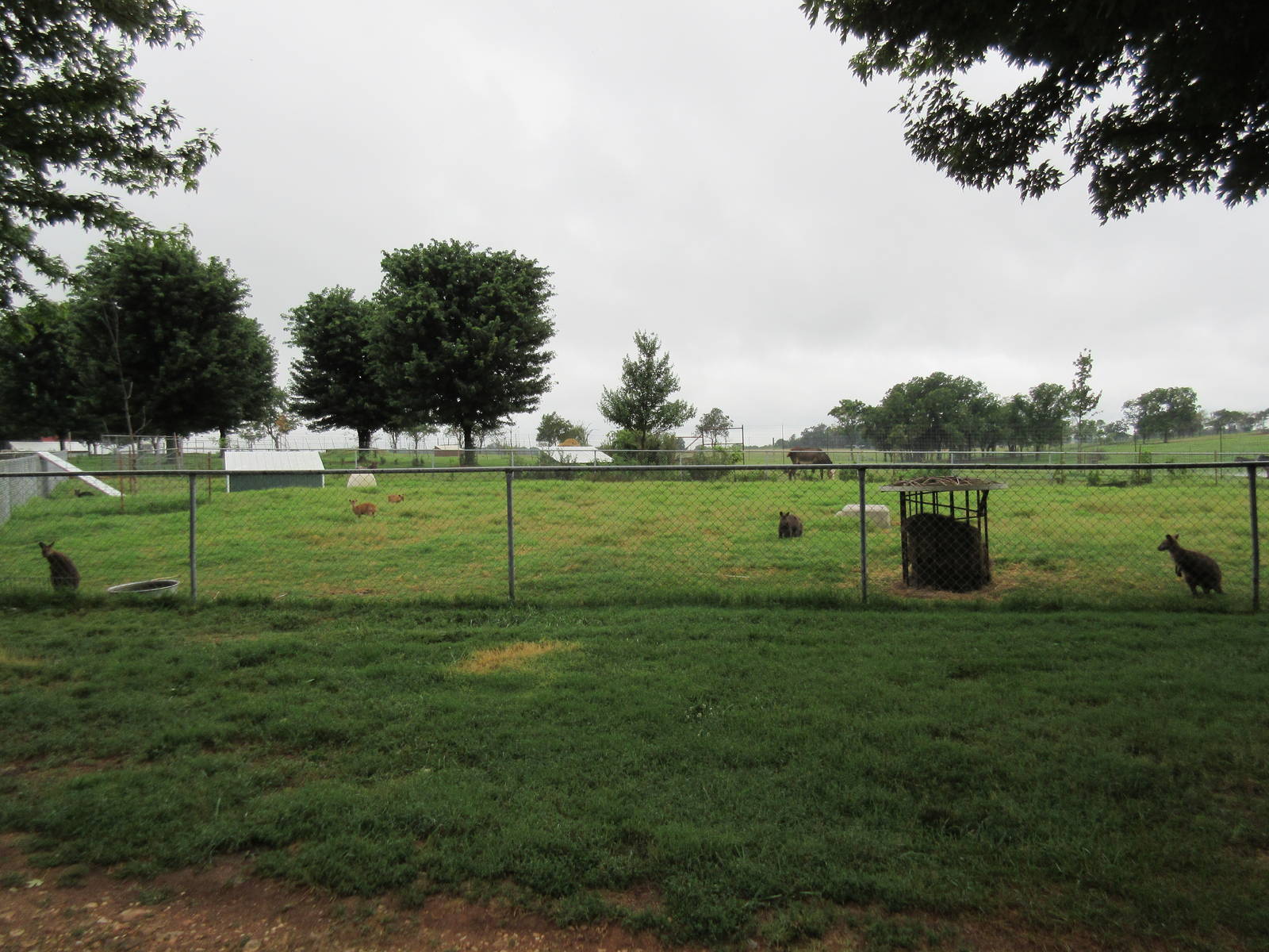 Wild Wilderness Drive Through Safari - Wallaby/Muntjac Exhibit
