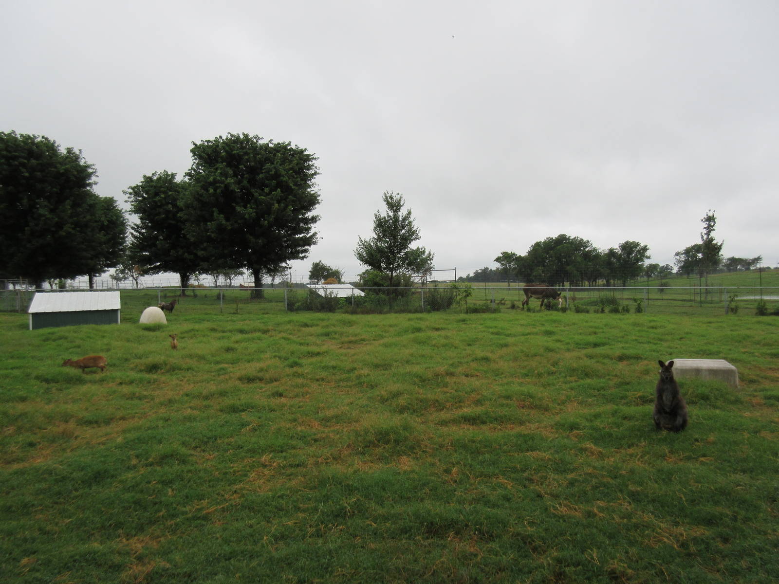 Wild Wilderness Drive Through Safari - Wallaby/Muntjac Exhibit