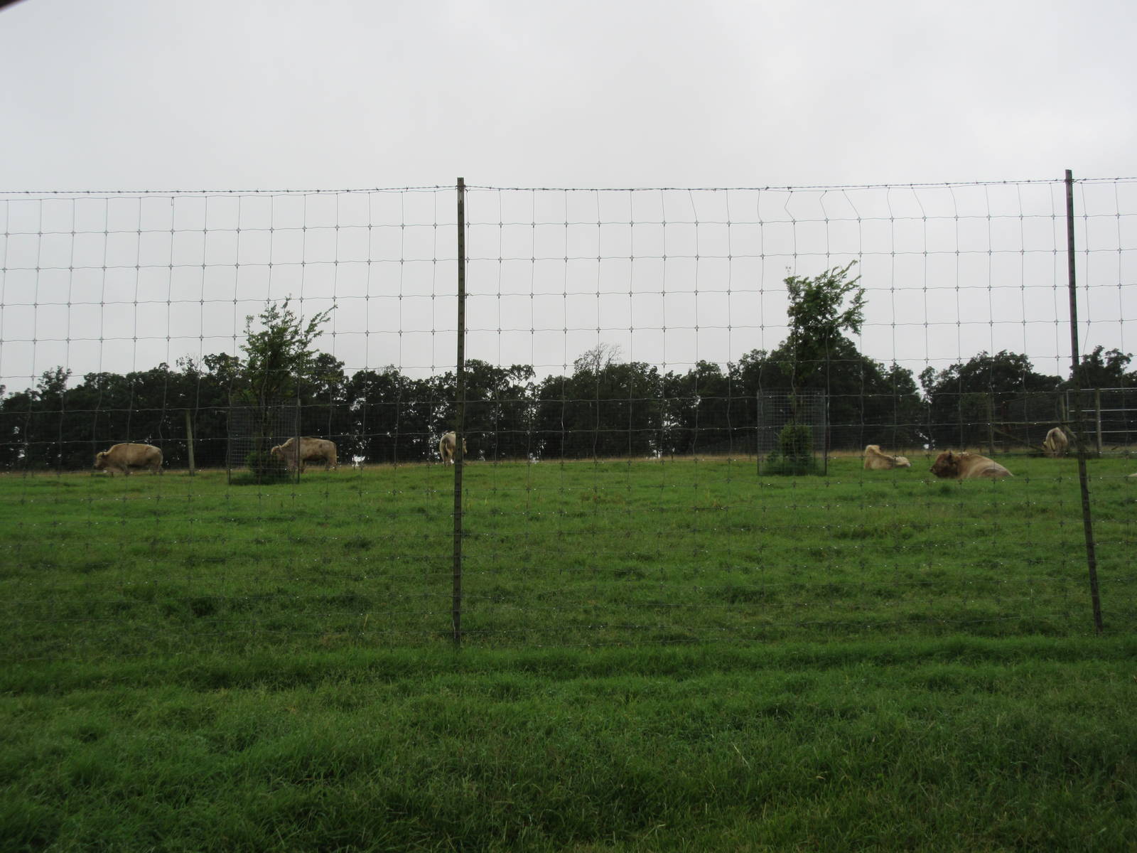 Wild Wilderness Drive Through Safari - White American Bison Exhibit