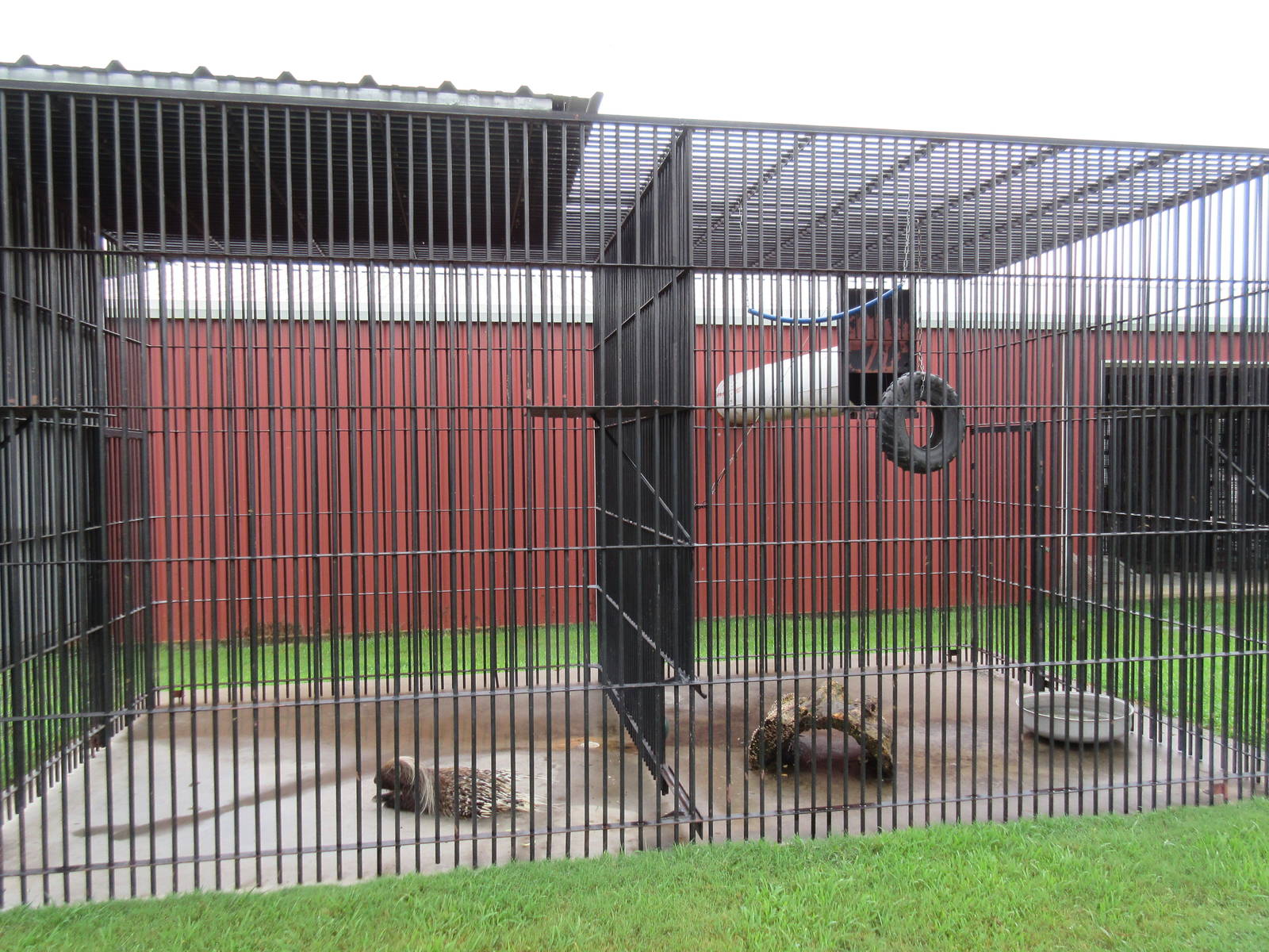 Wild Wilderness Drive Through Safari - White-Handed Gibbon/African Crested