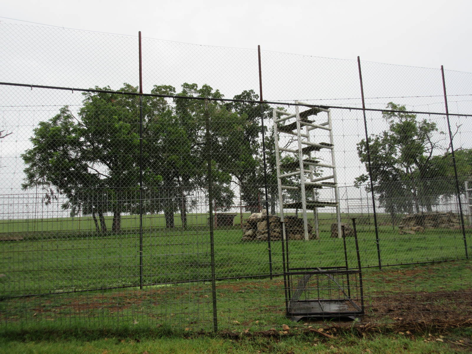 Wild Wilderness Drive Through Safari - White Tiger Exhibit