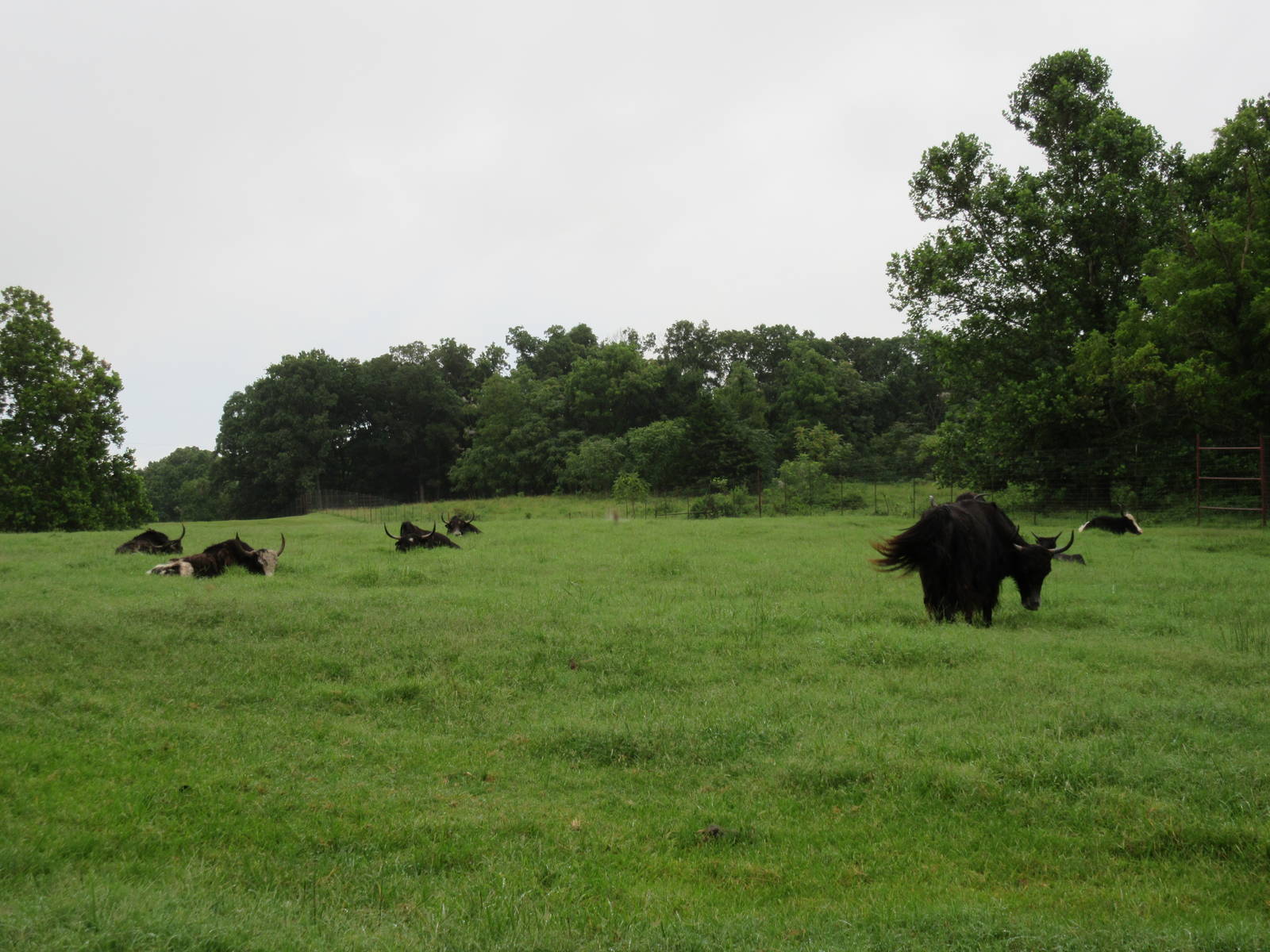 Wild Wilderness Drive Through Safari - Yak Paddock