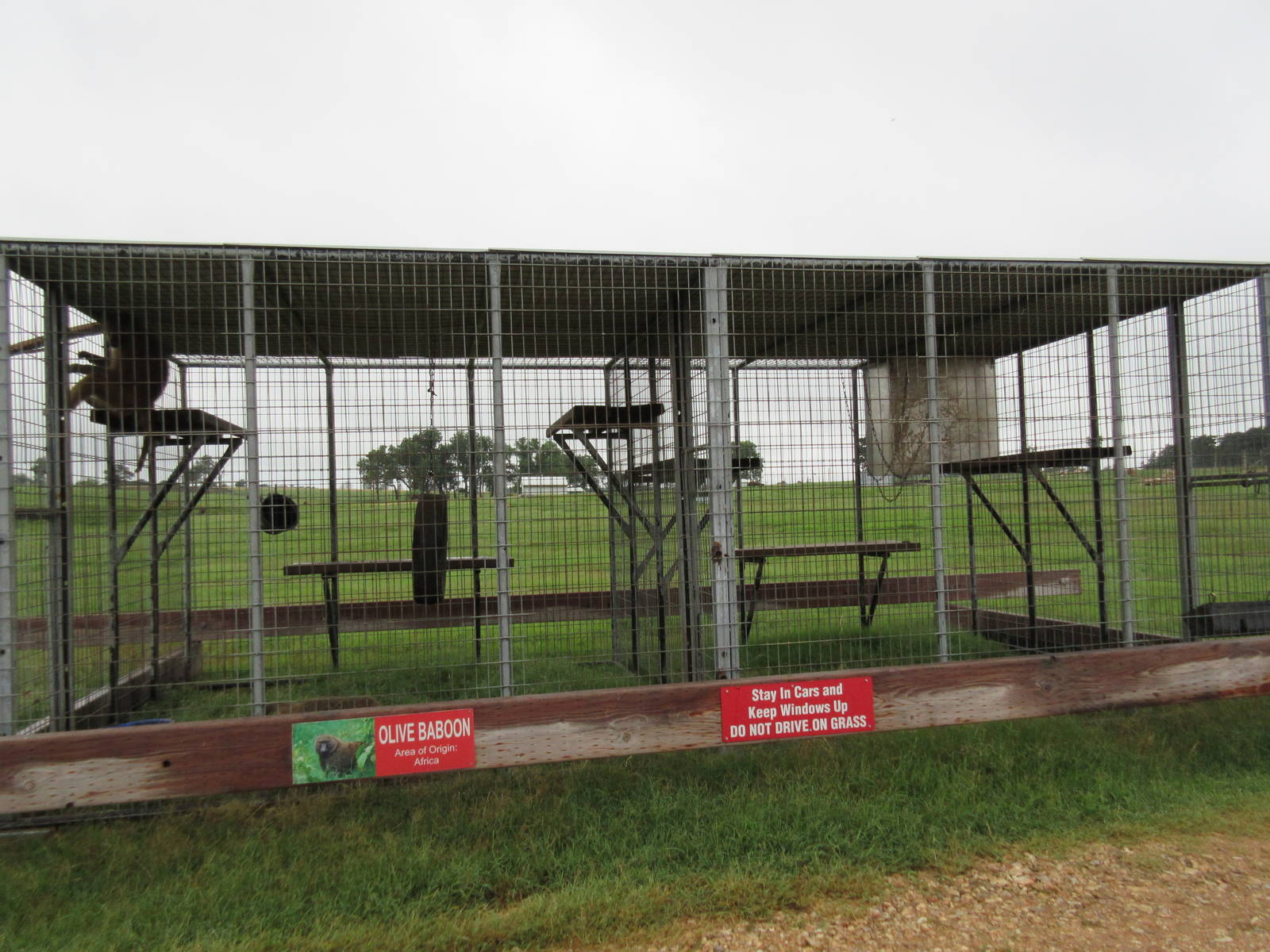 Wild Wilderness Drive Through Safari - Yet More Baboon Cages