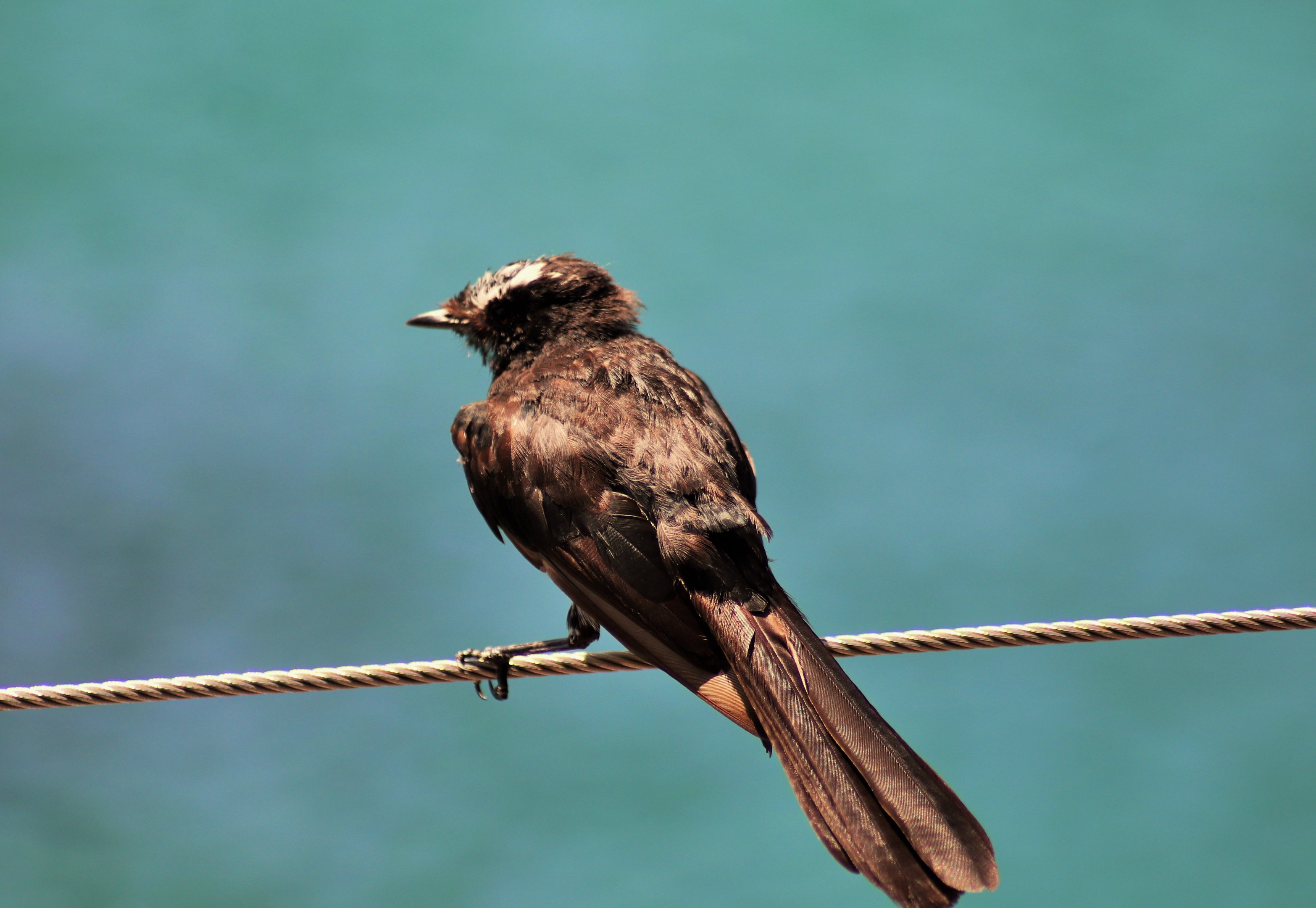 Wild Willie Wagtail (Rhipidura leucophrys)