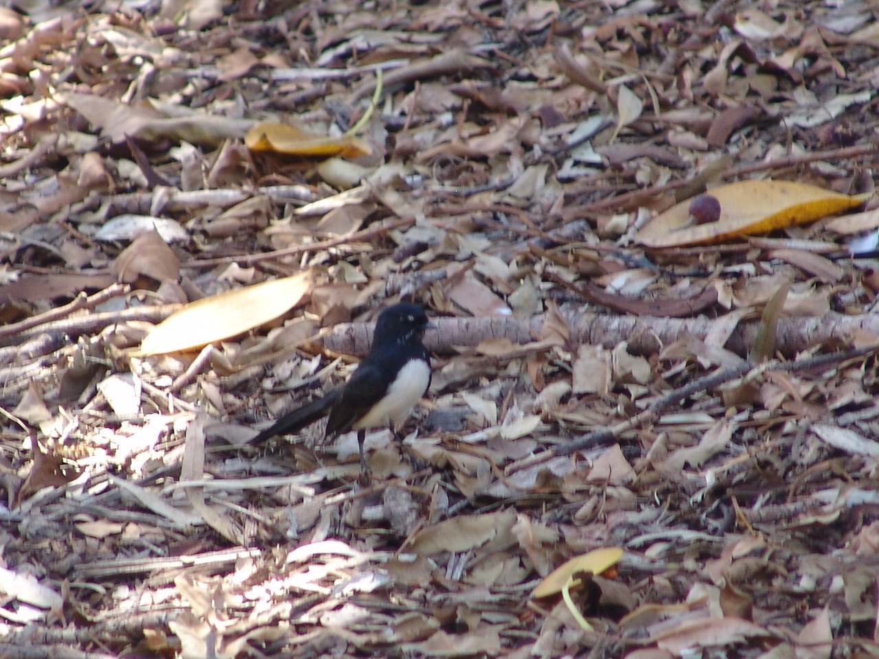 Wild Willy Wagtail (Rhipidura leucophrys) at the zoo