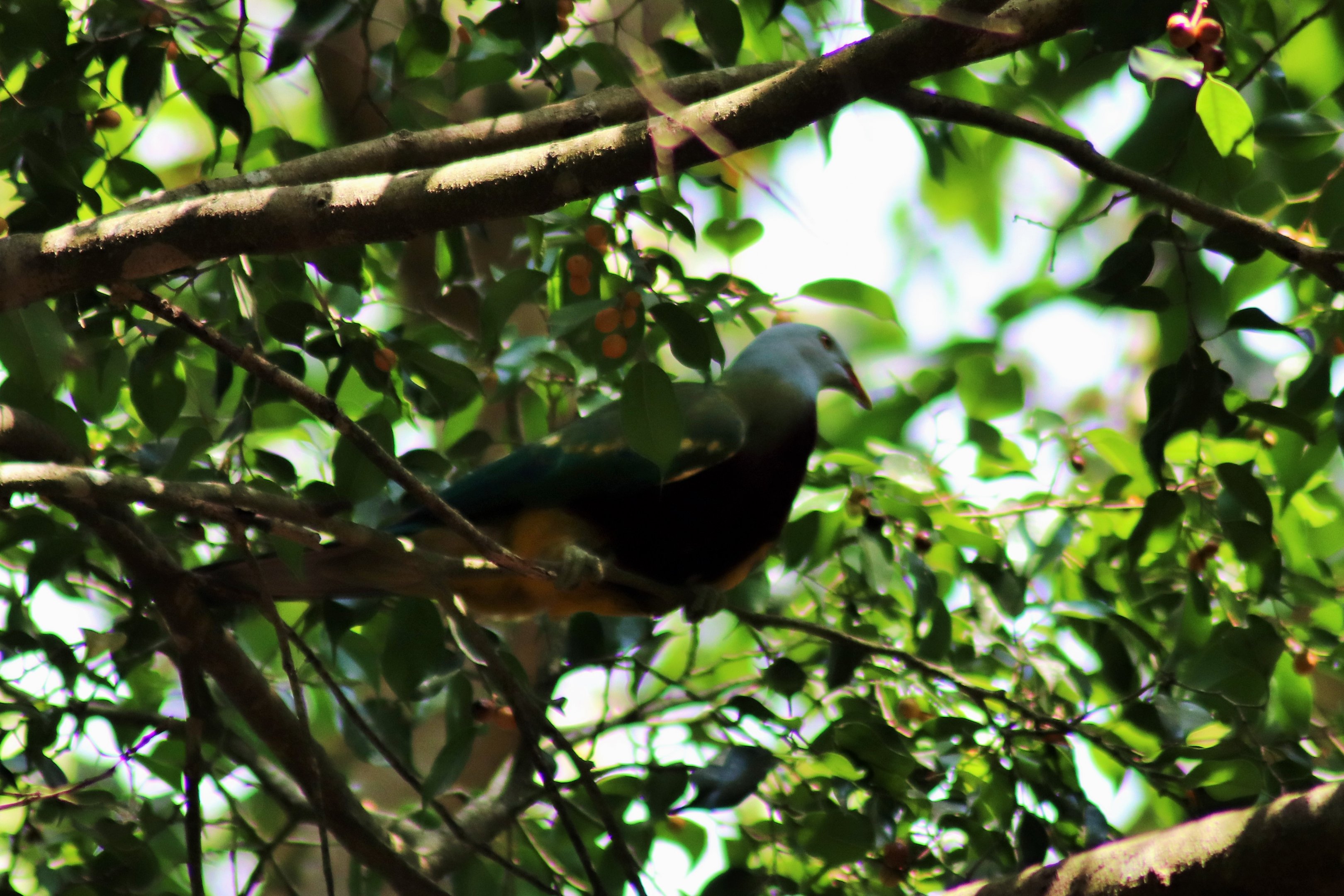 Wild Wompoo Fruit Dove (Ptilinopus magnificus)