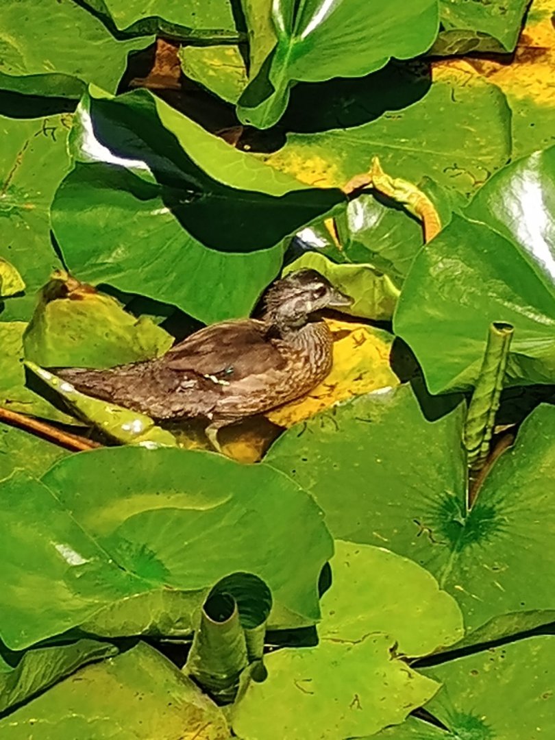Wild Wood Duck (7/6/24)