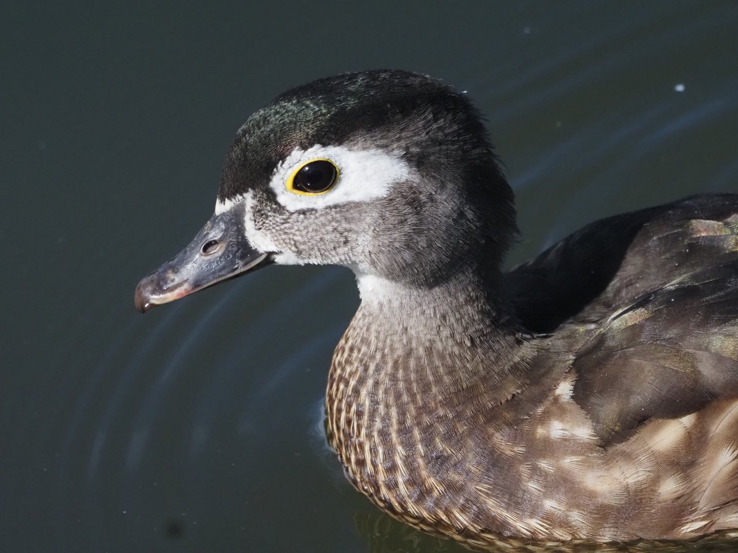 Wild Wood Duck