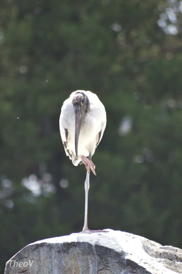 Wild wood stork [2017]