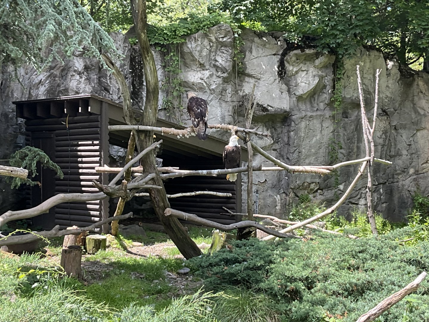 Wild Woodlands - Bald Eagle