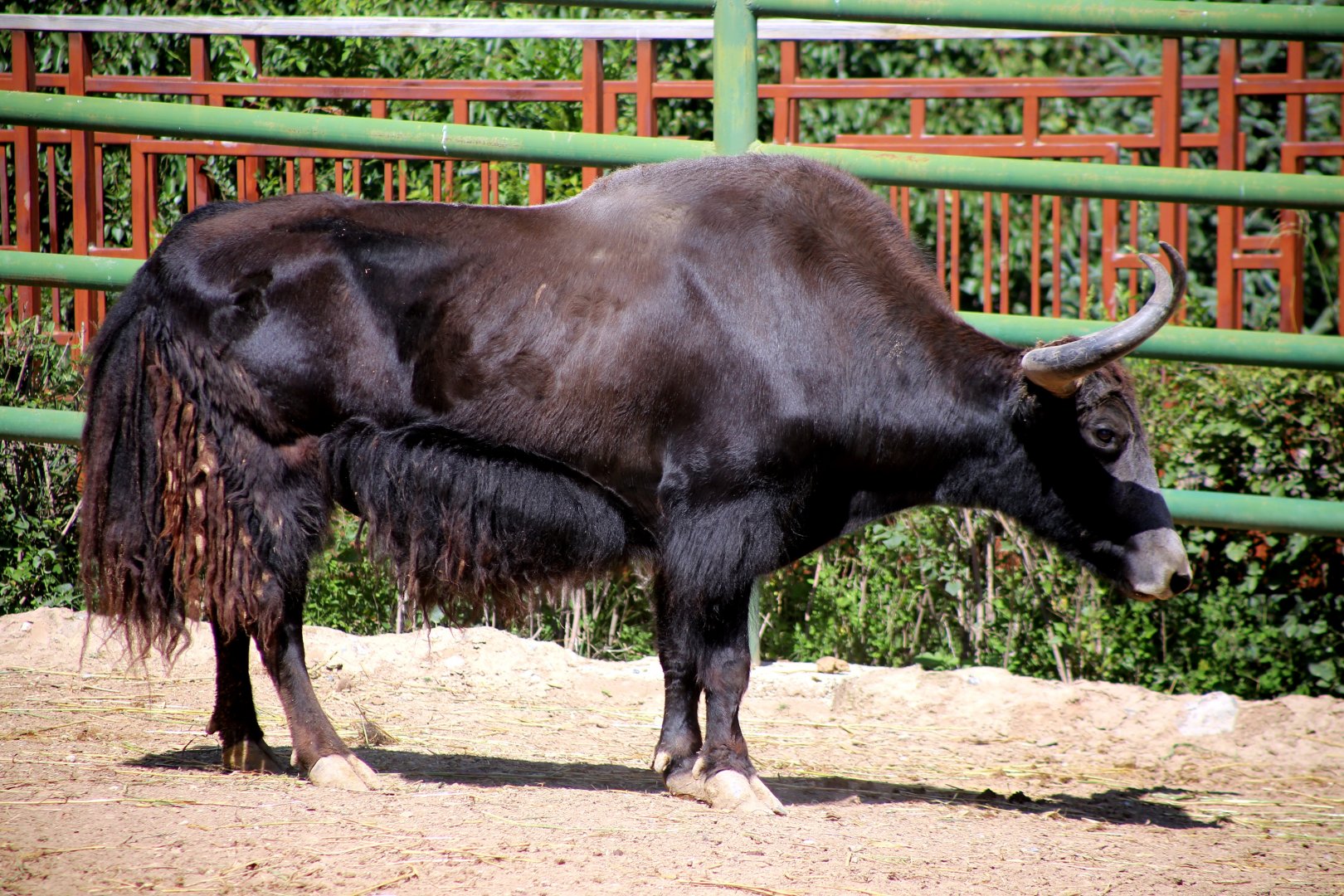 Wild Yak (Bos mutus)