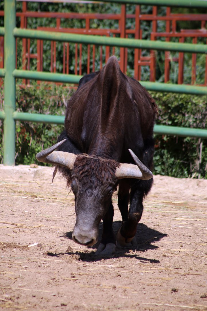 Wild Yak (Bos mutus)