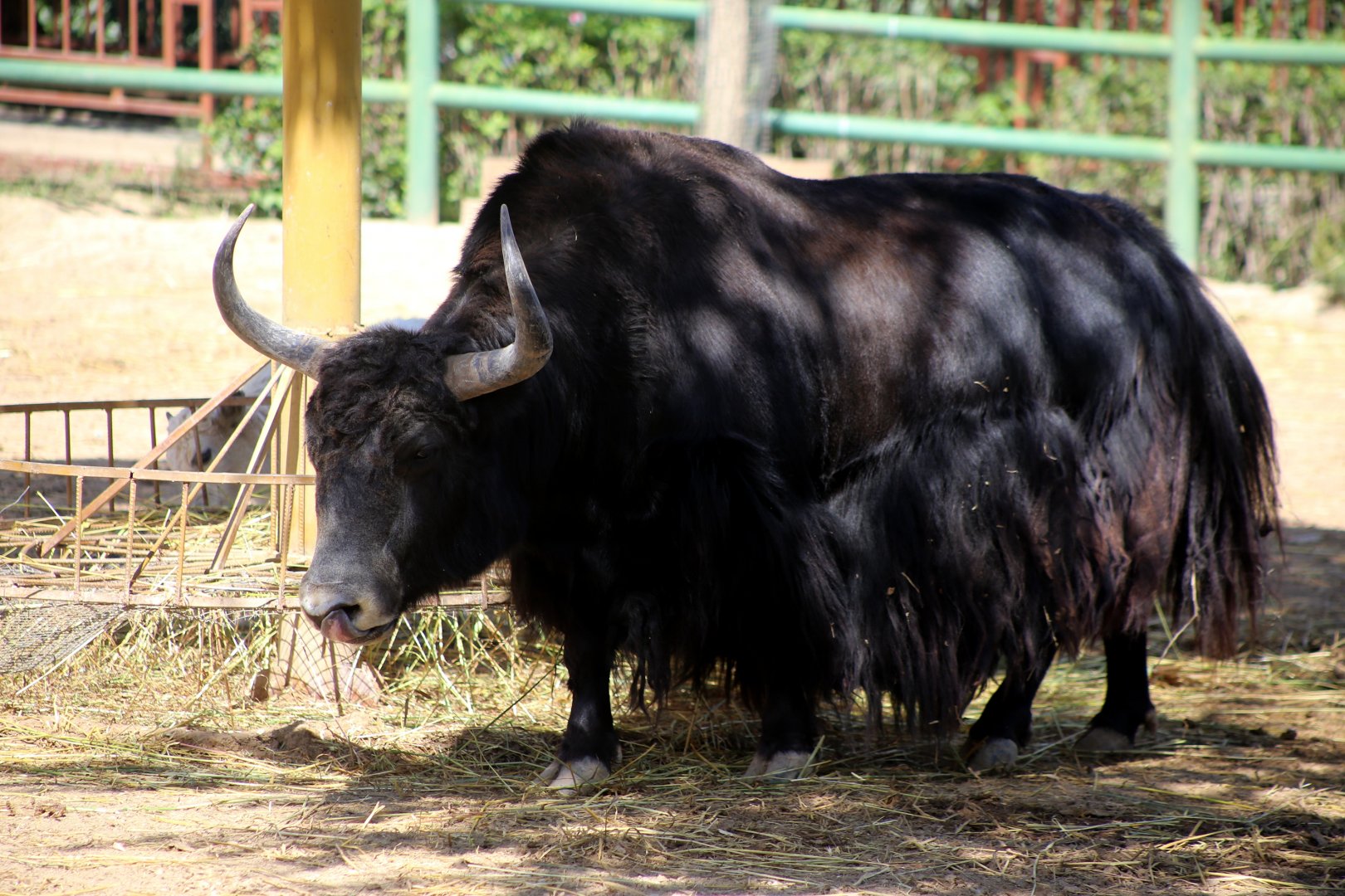 Wild Yak (Bos mutus)
