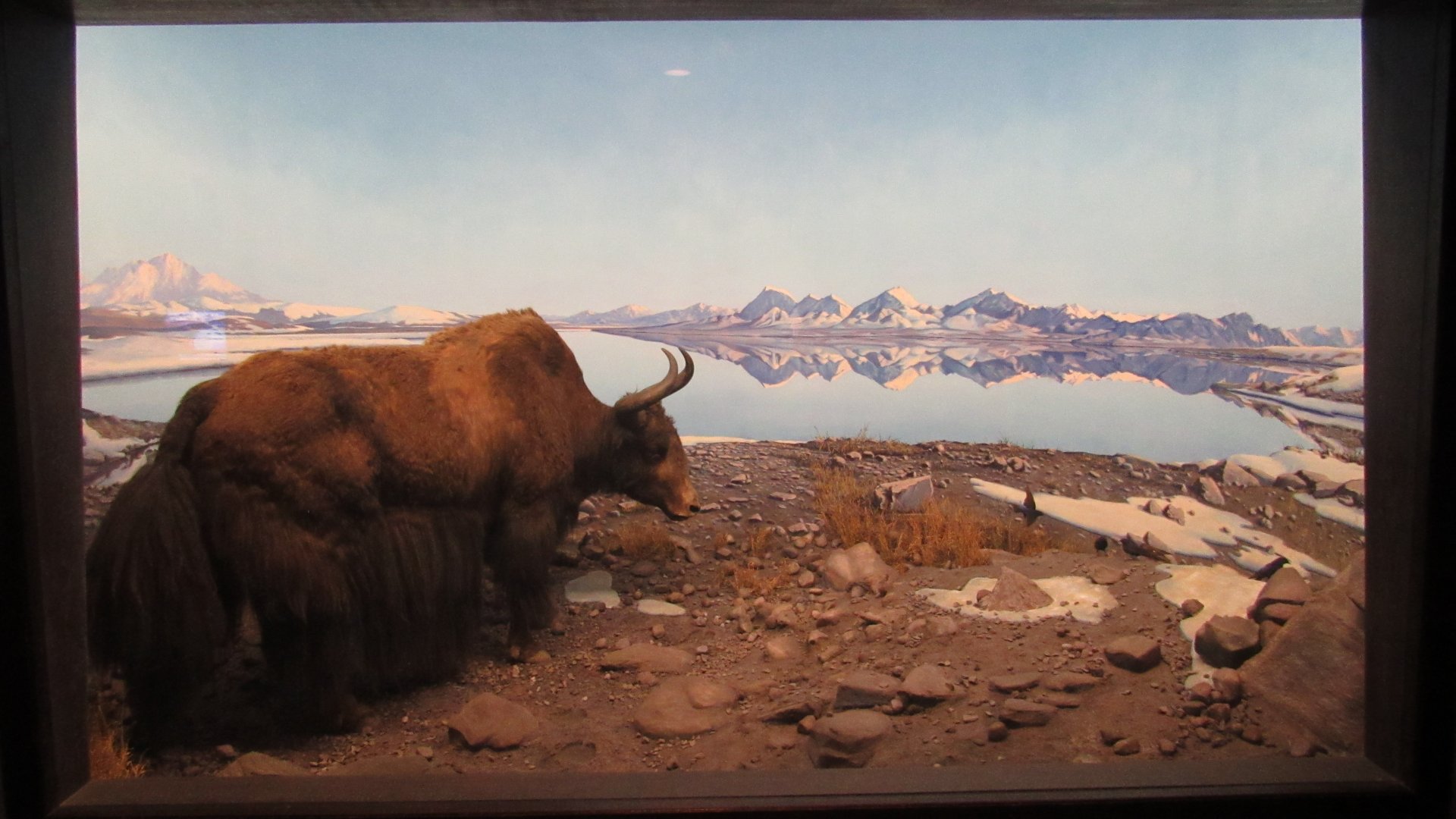 Wild Yak Diorama